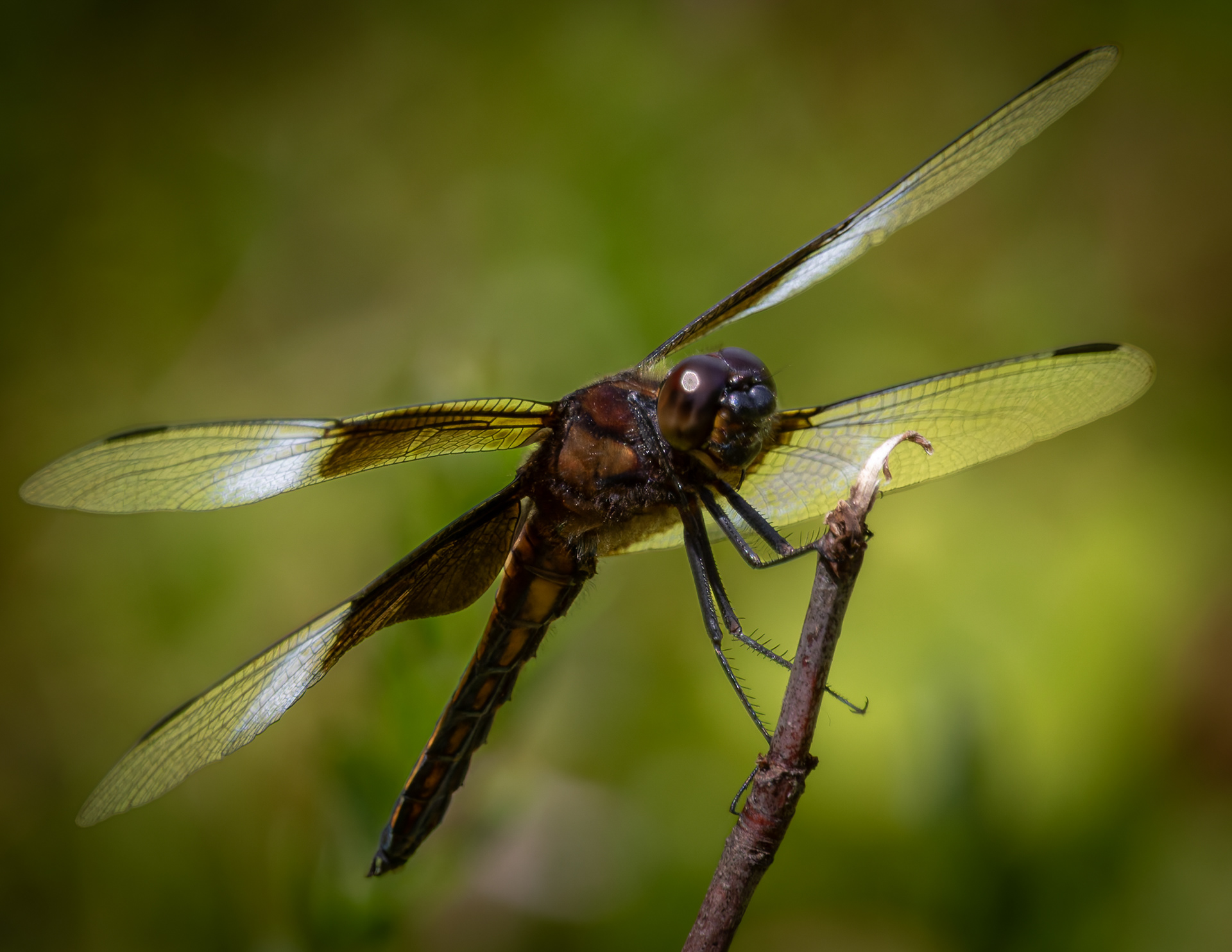 Dragonfly No4