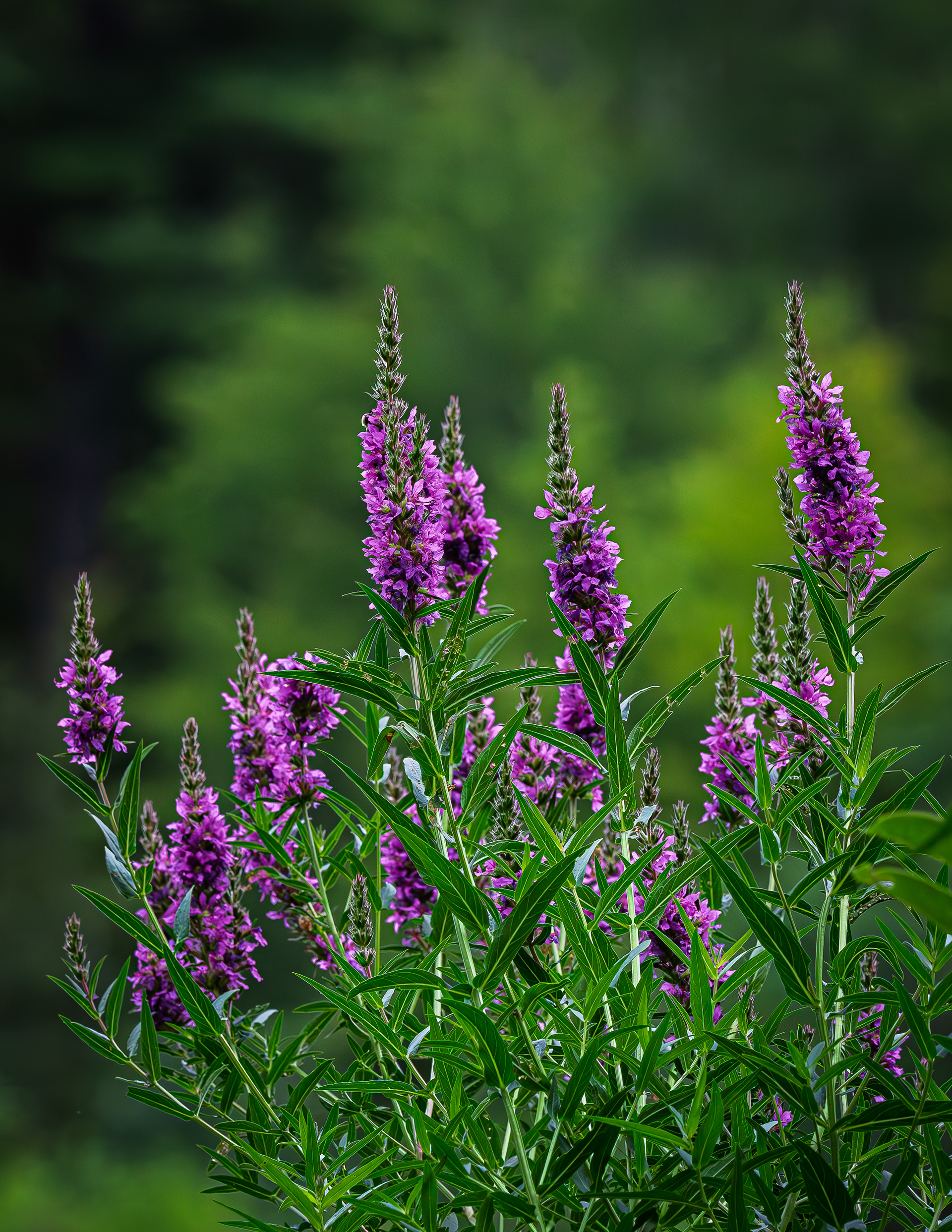 Wildflowers at CSV No1