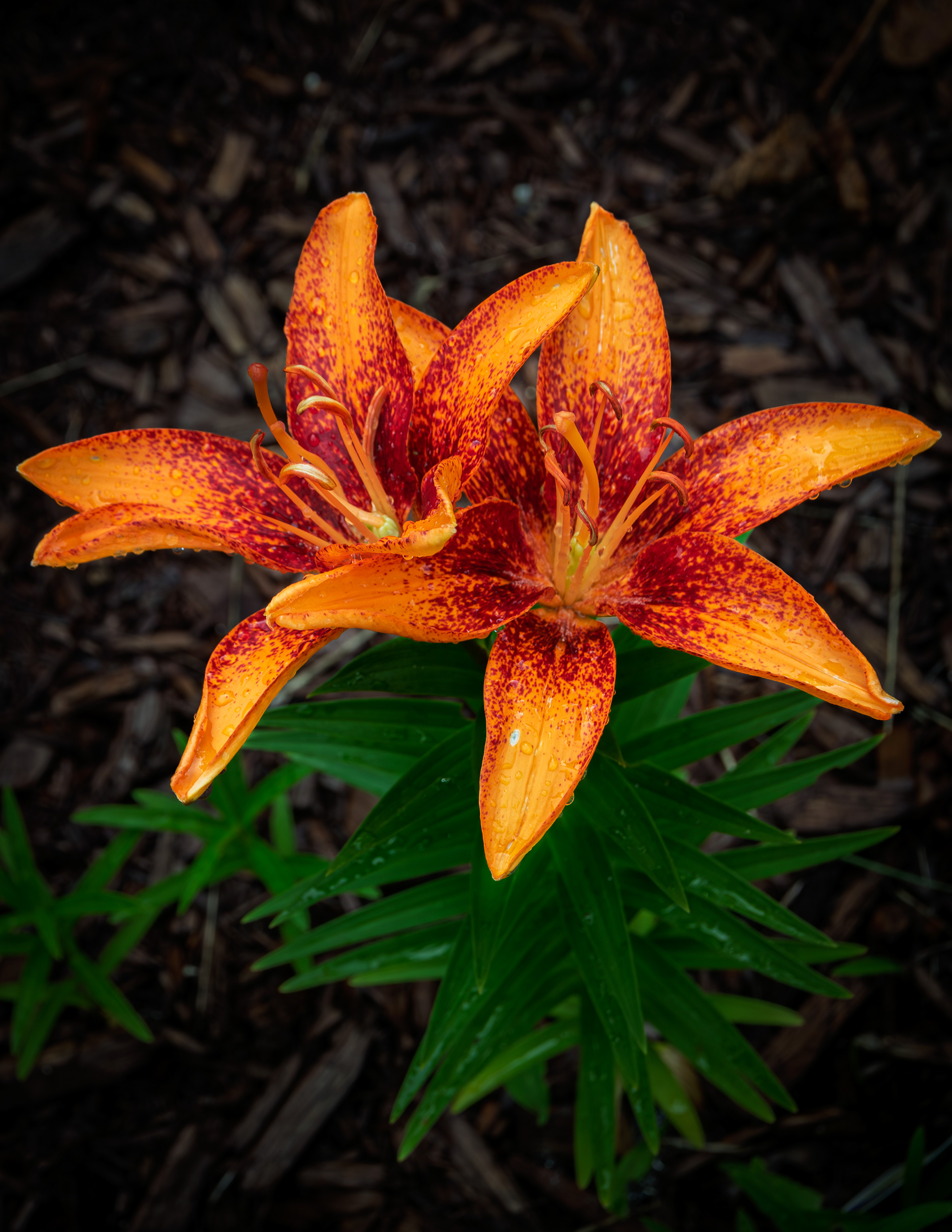 Asiatic Lily