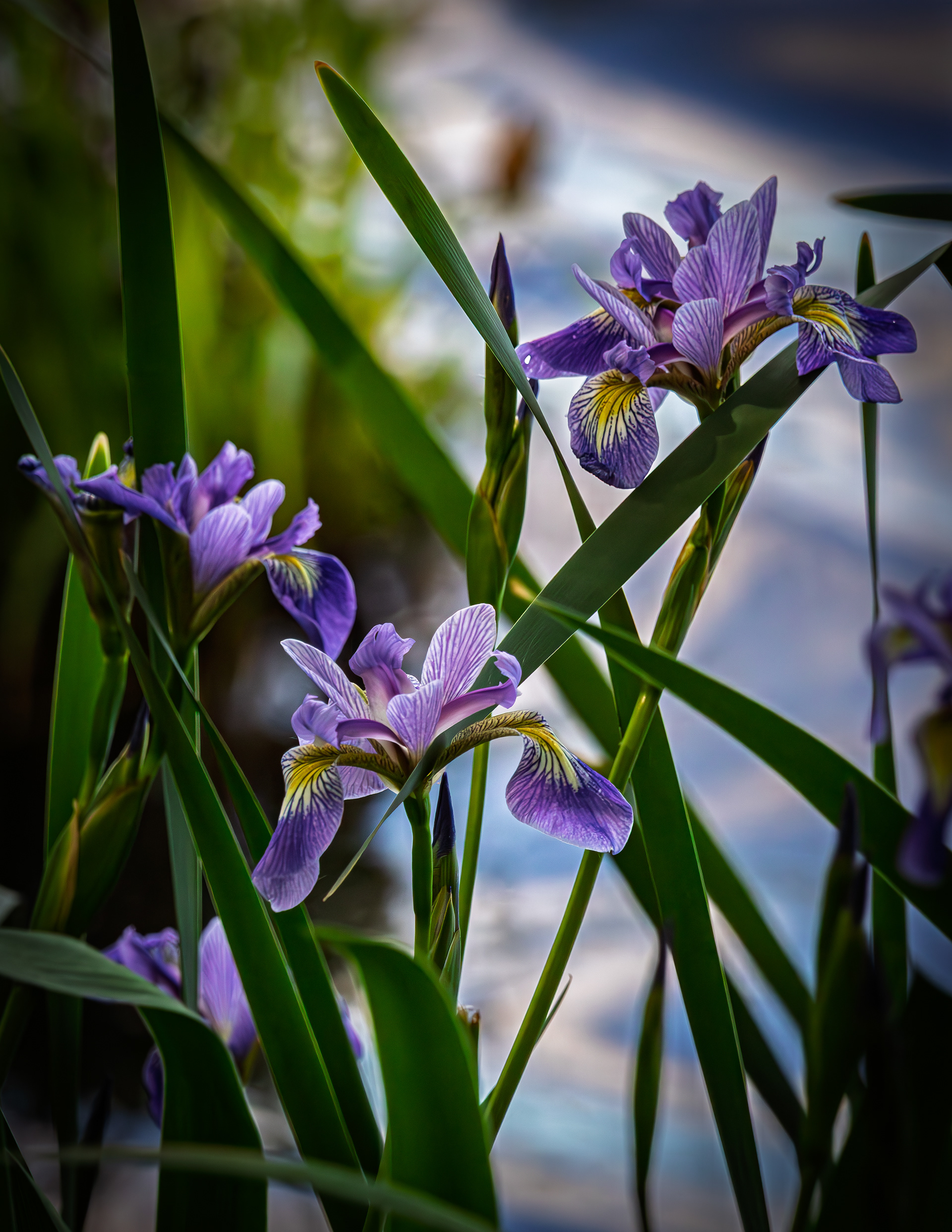 Wild Iris No1