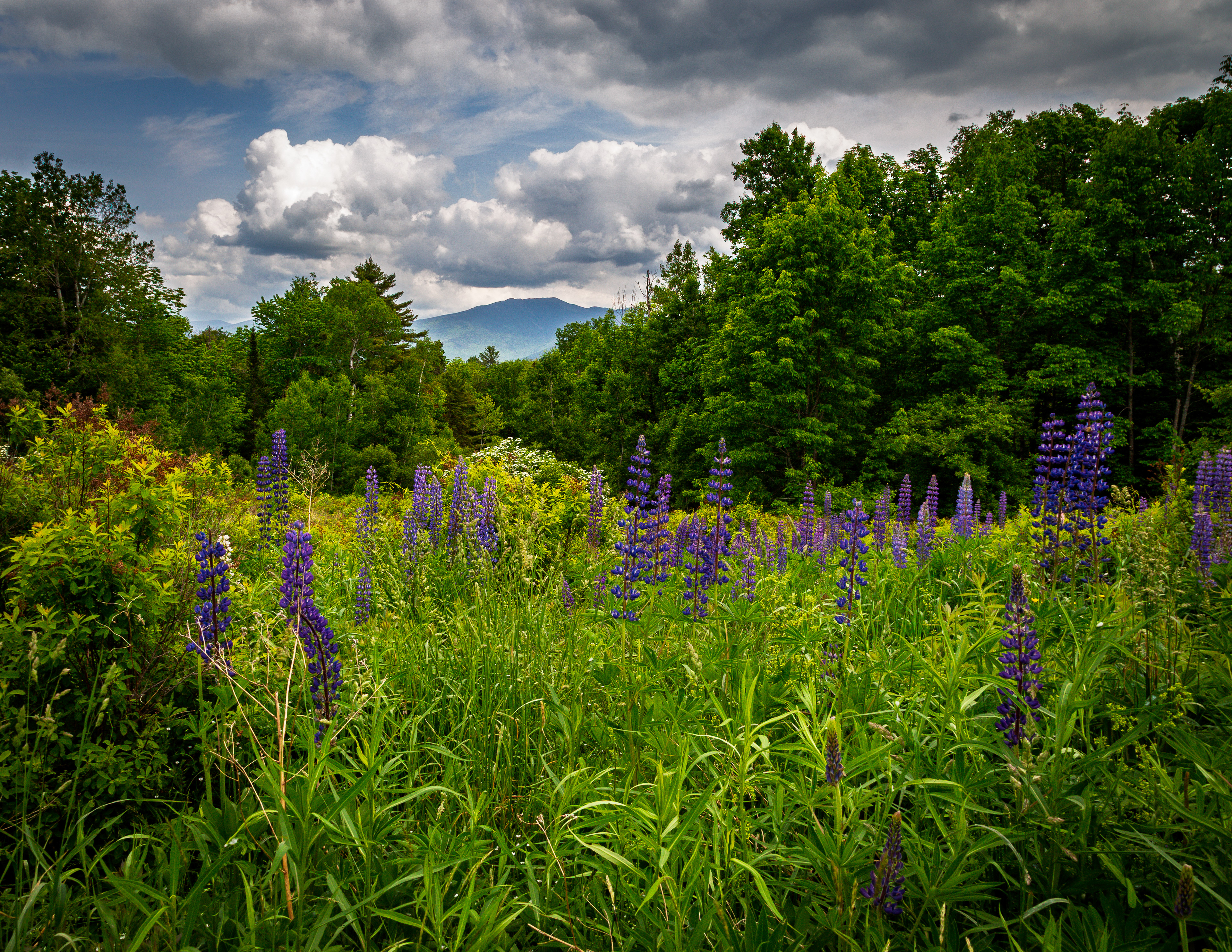 Lupines at Sugar Hill No1 - June 15, 2025