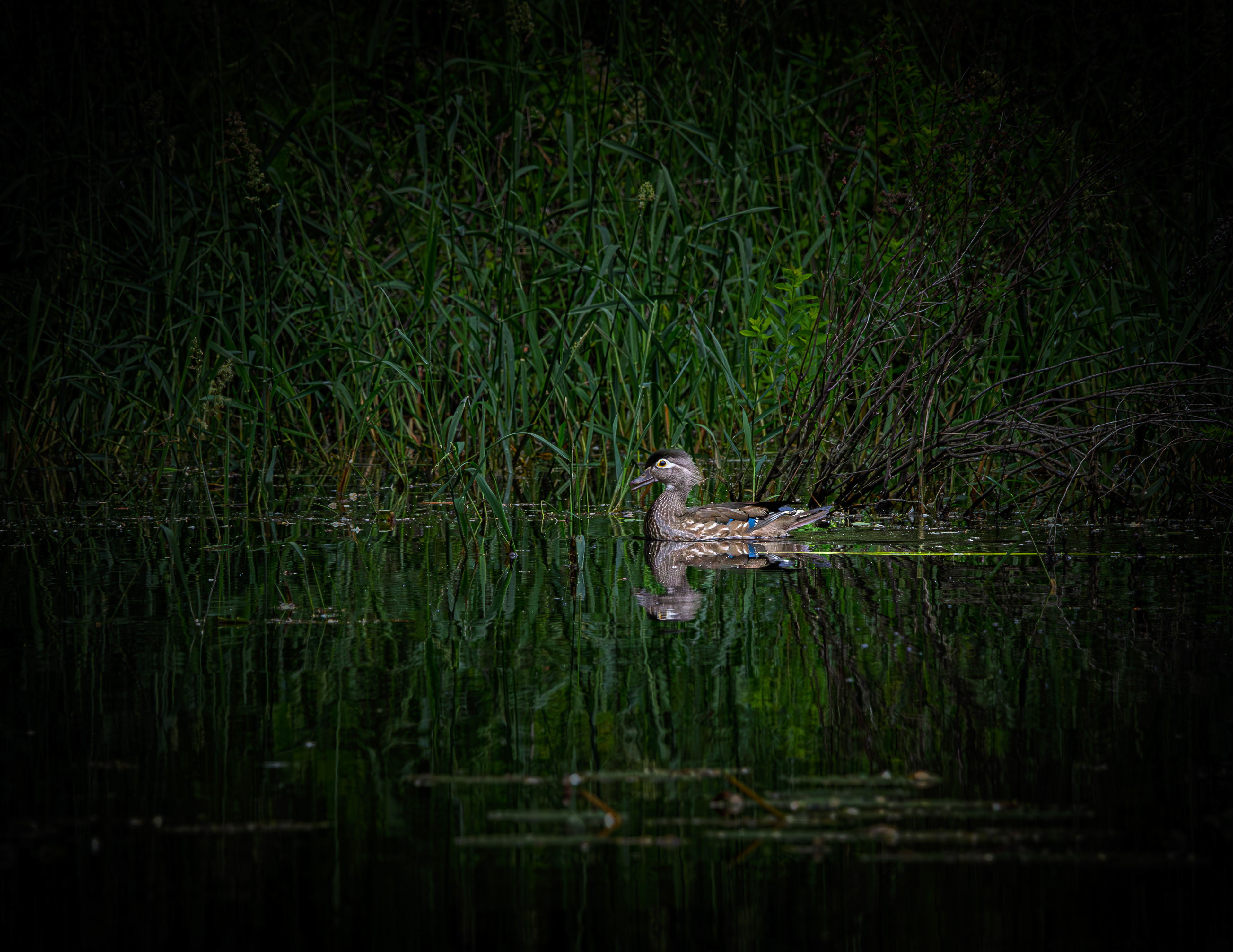 Female Wood Duck No4