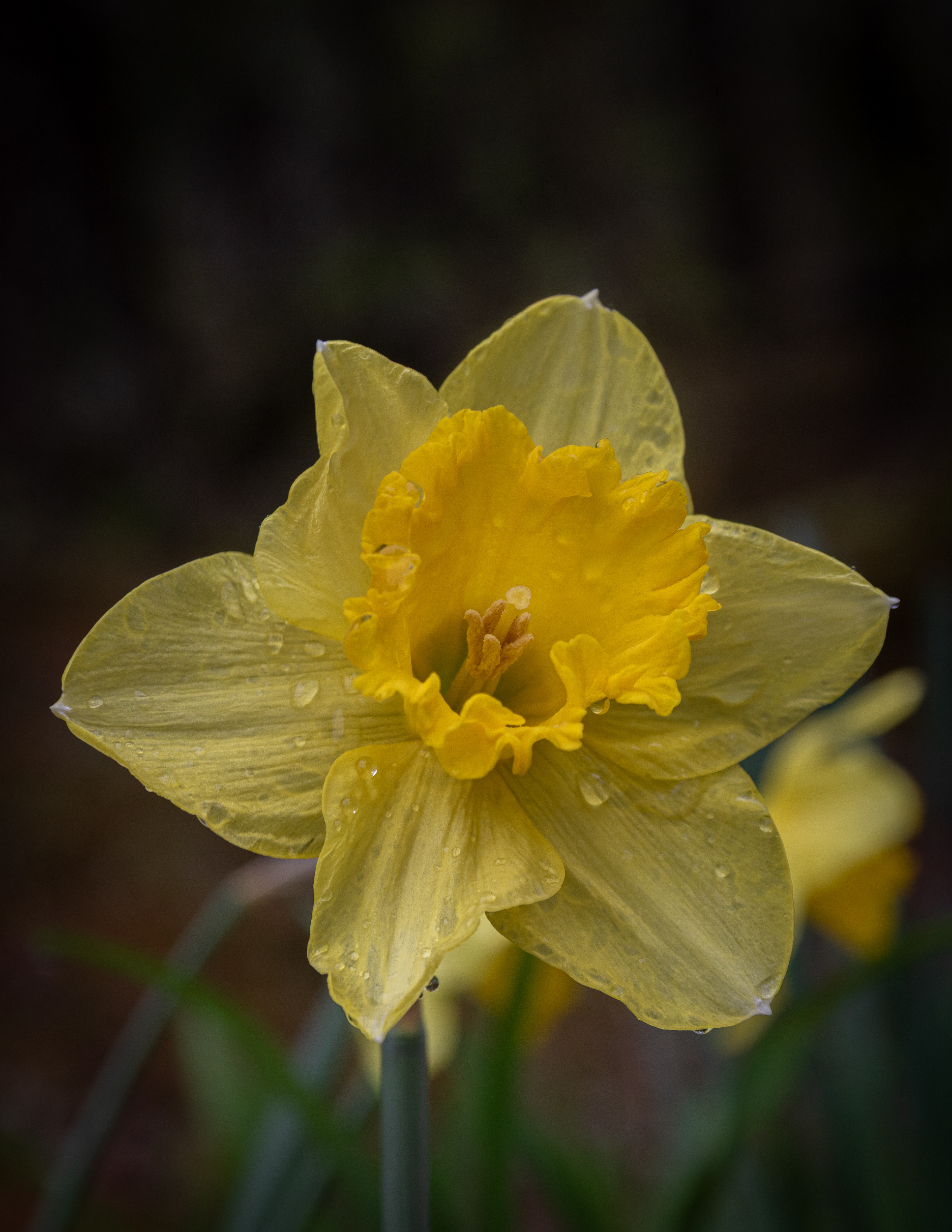 Daffodil No3