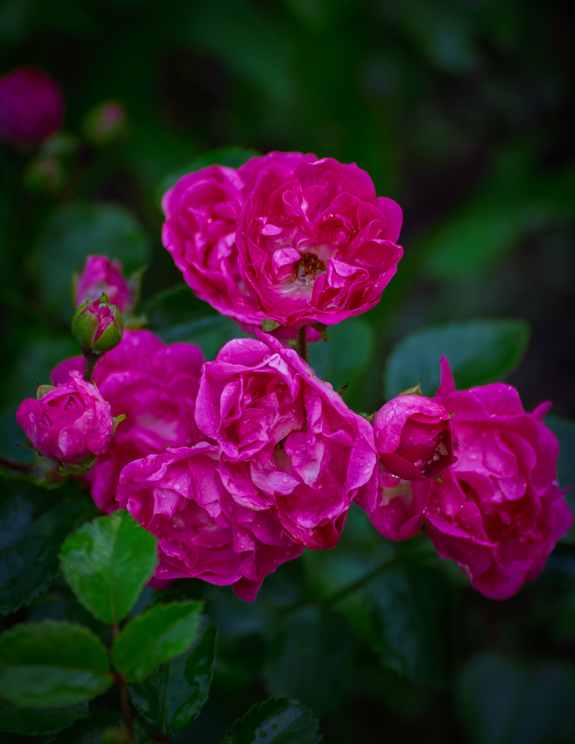 Little Mischief Rose