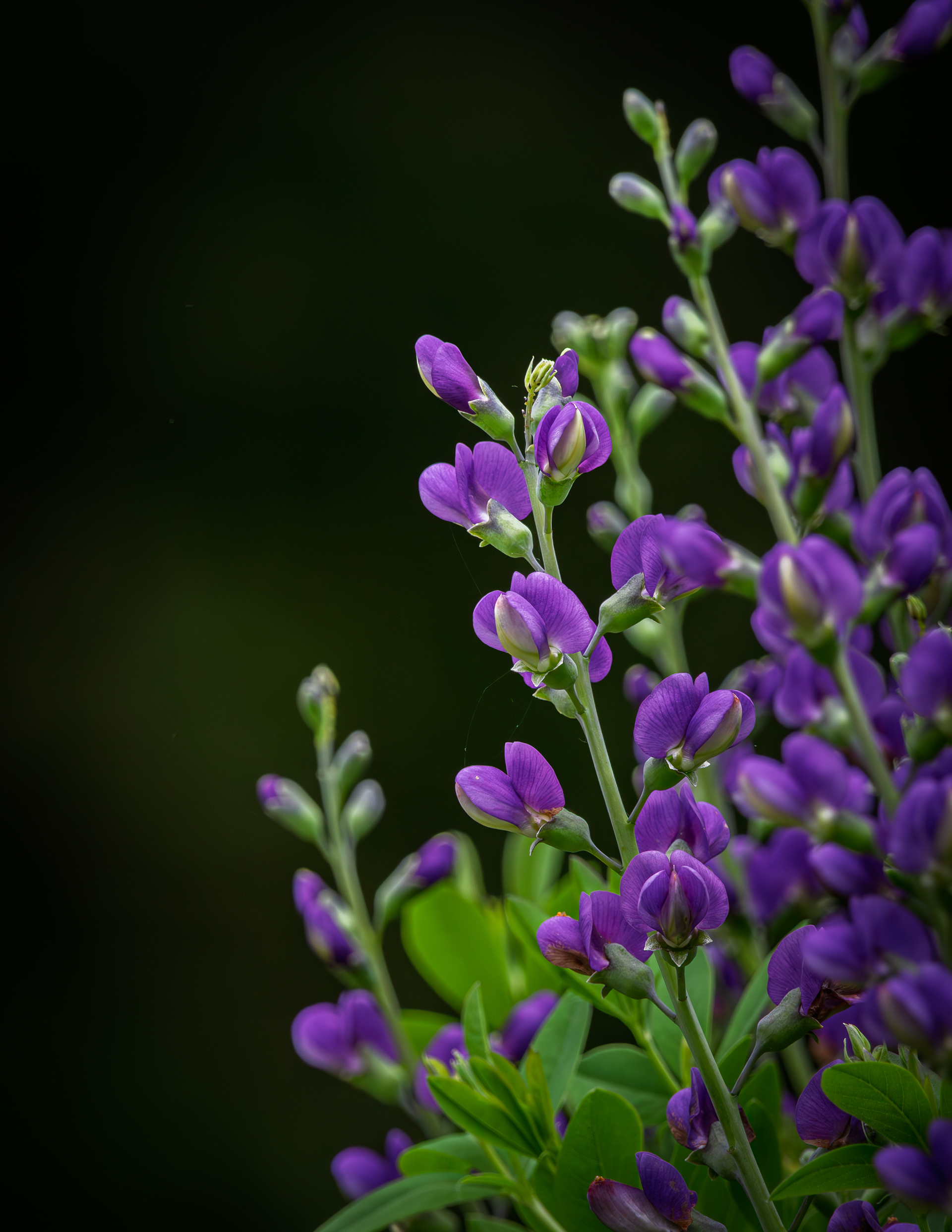 Baptisia