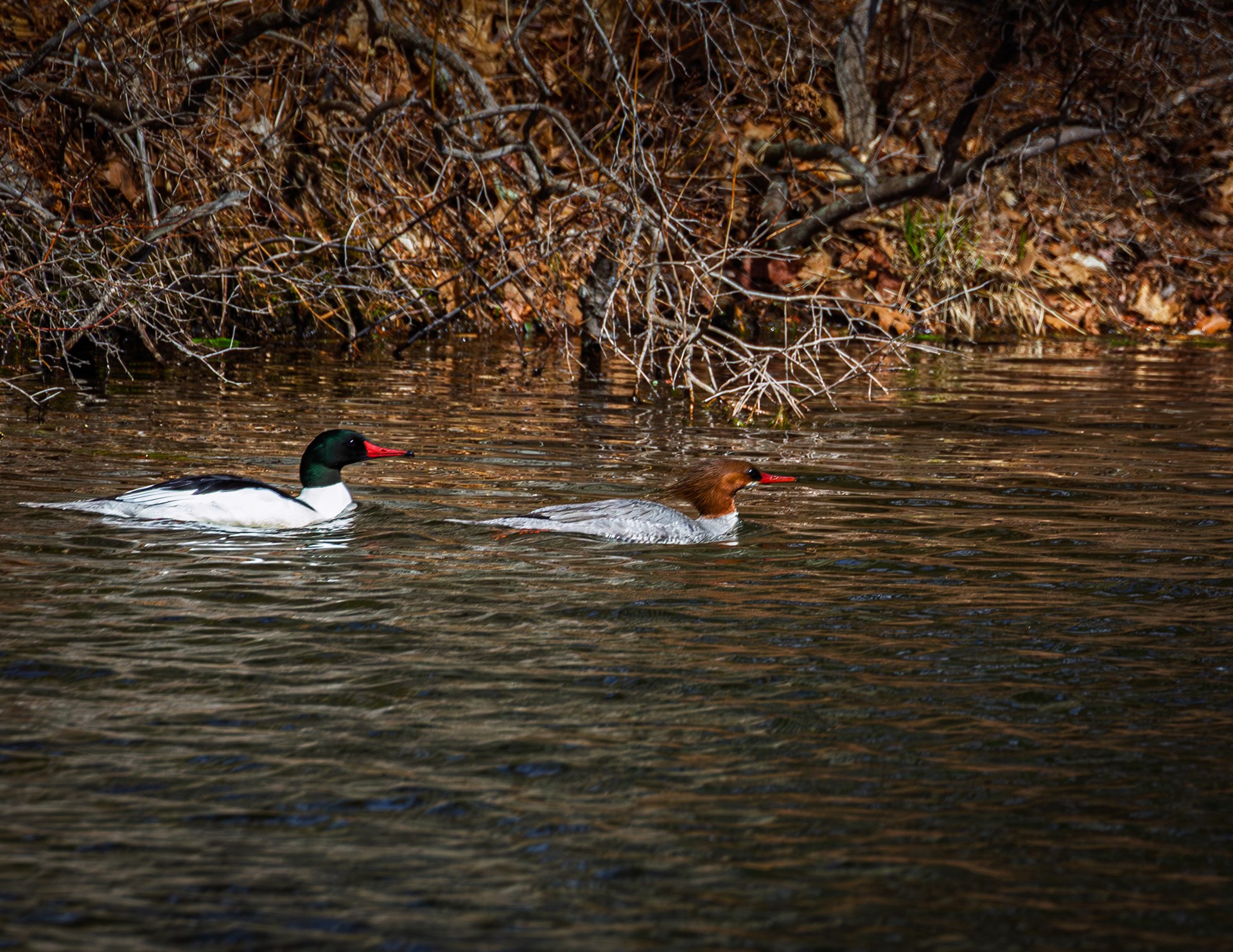 Common Merganser Pair at Grey Rocks No3