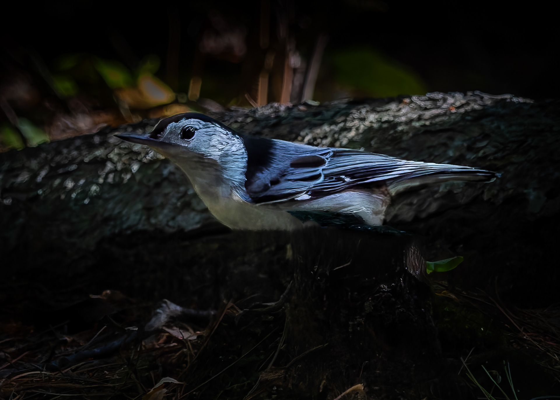White Breasted Nuthatch No1