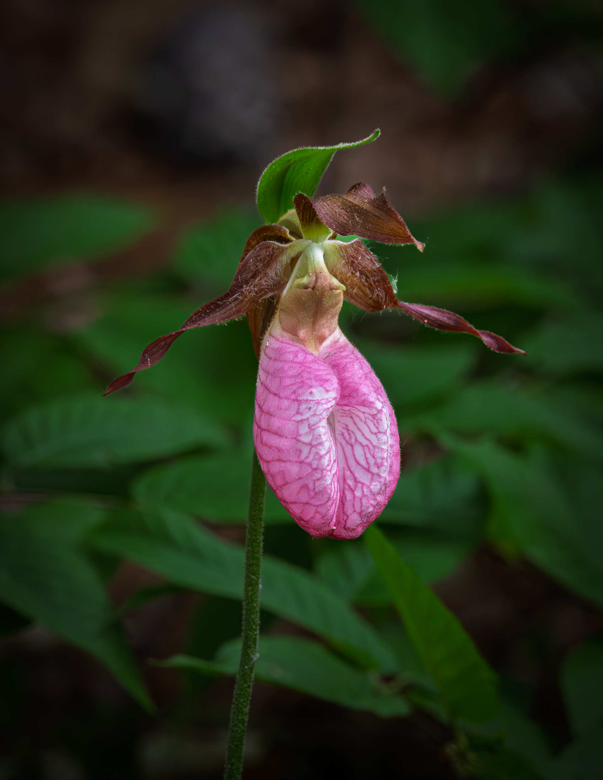 Lady Slipper No4