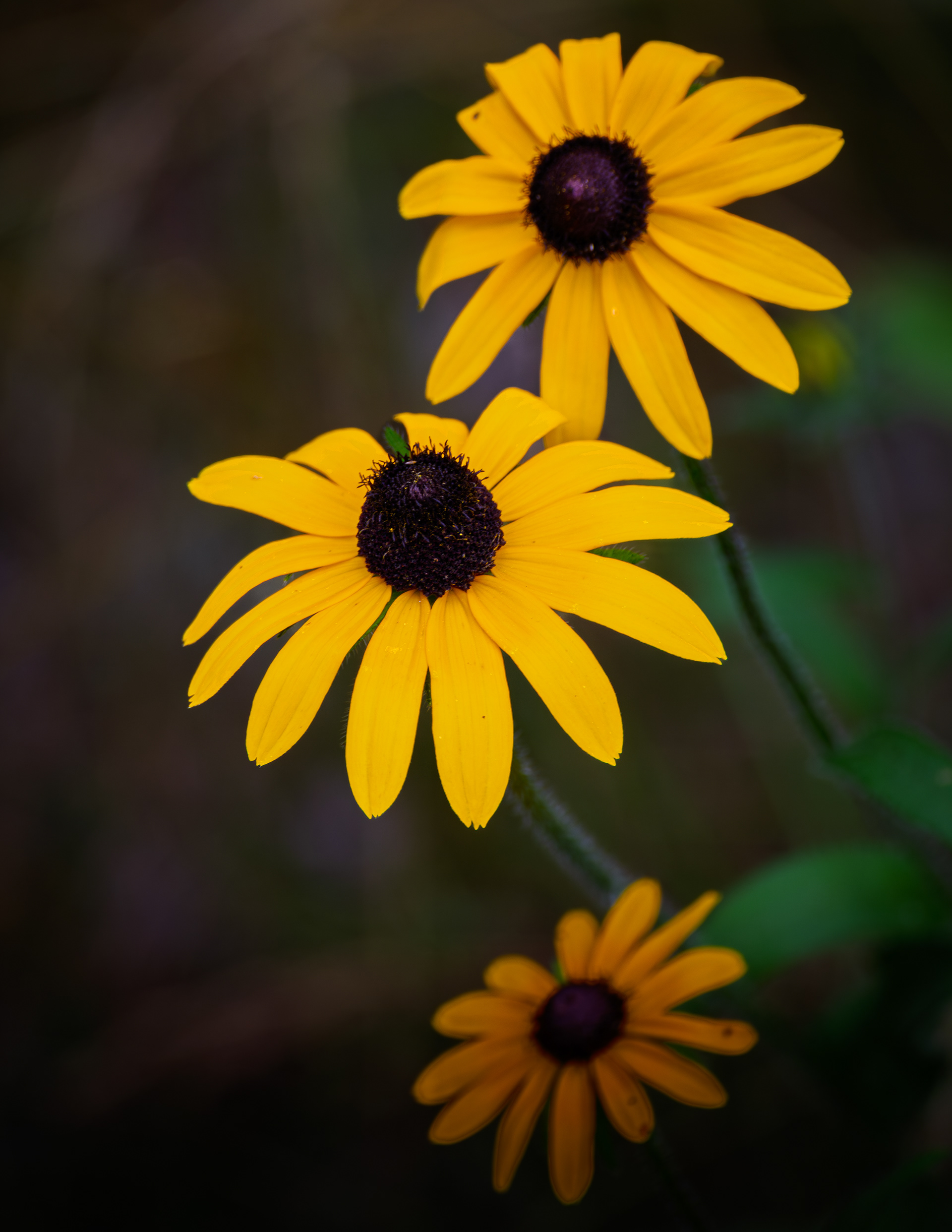 Rudbeckia