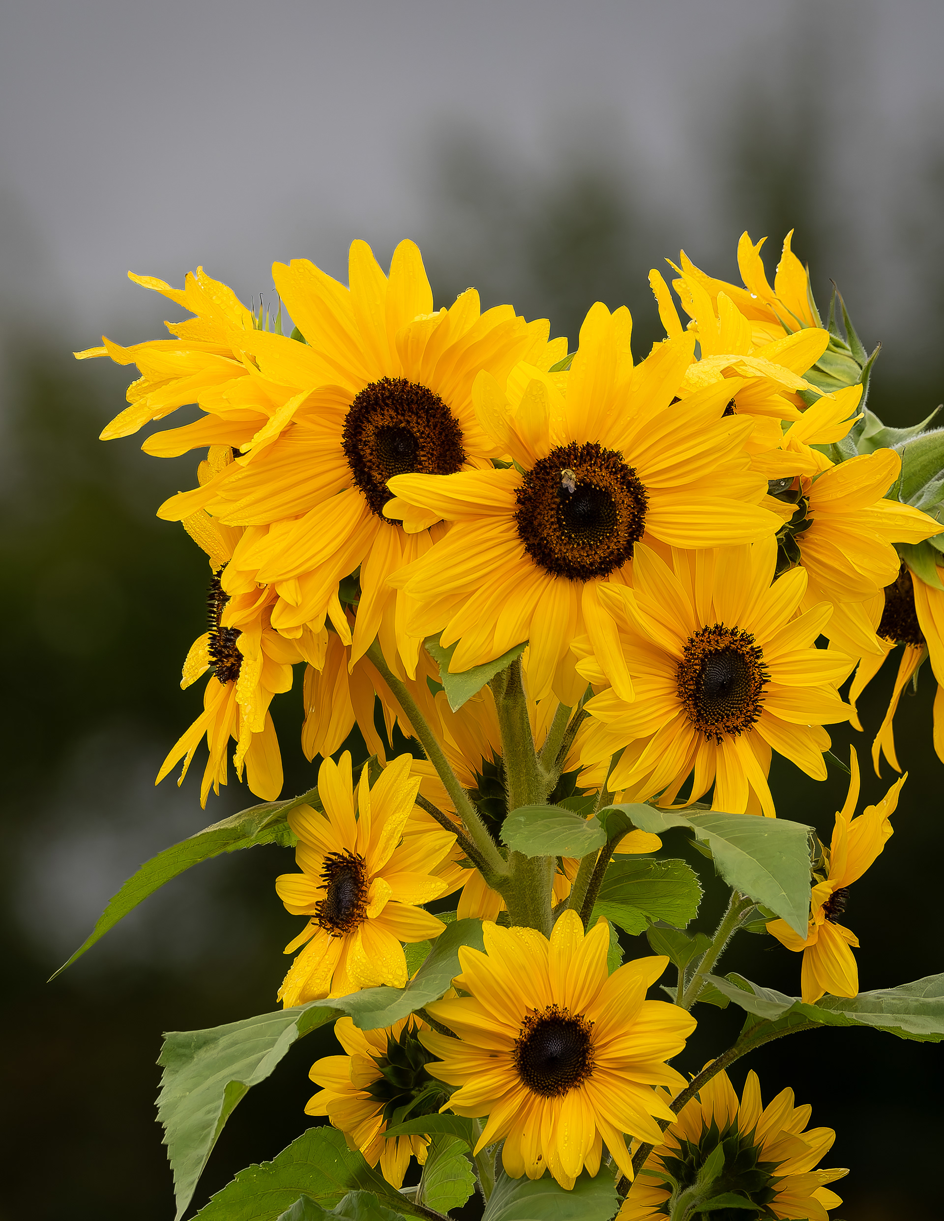 Sunflowers
