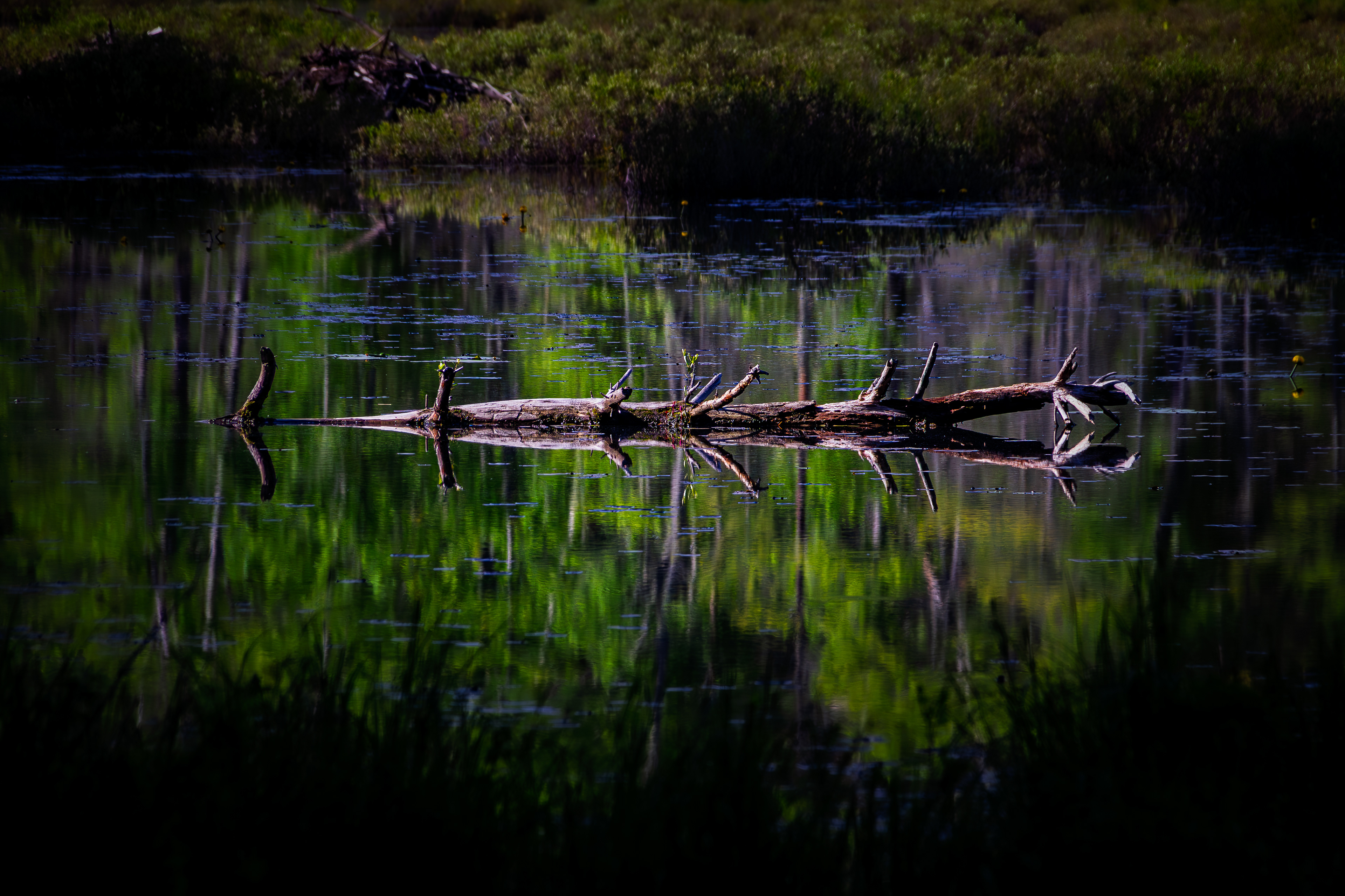 Quincy Bog No16