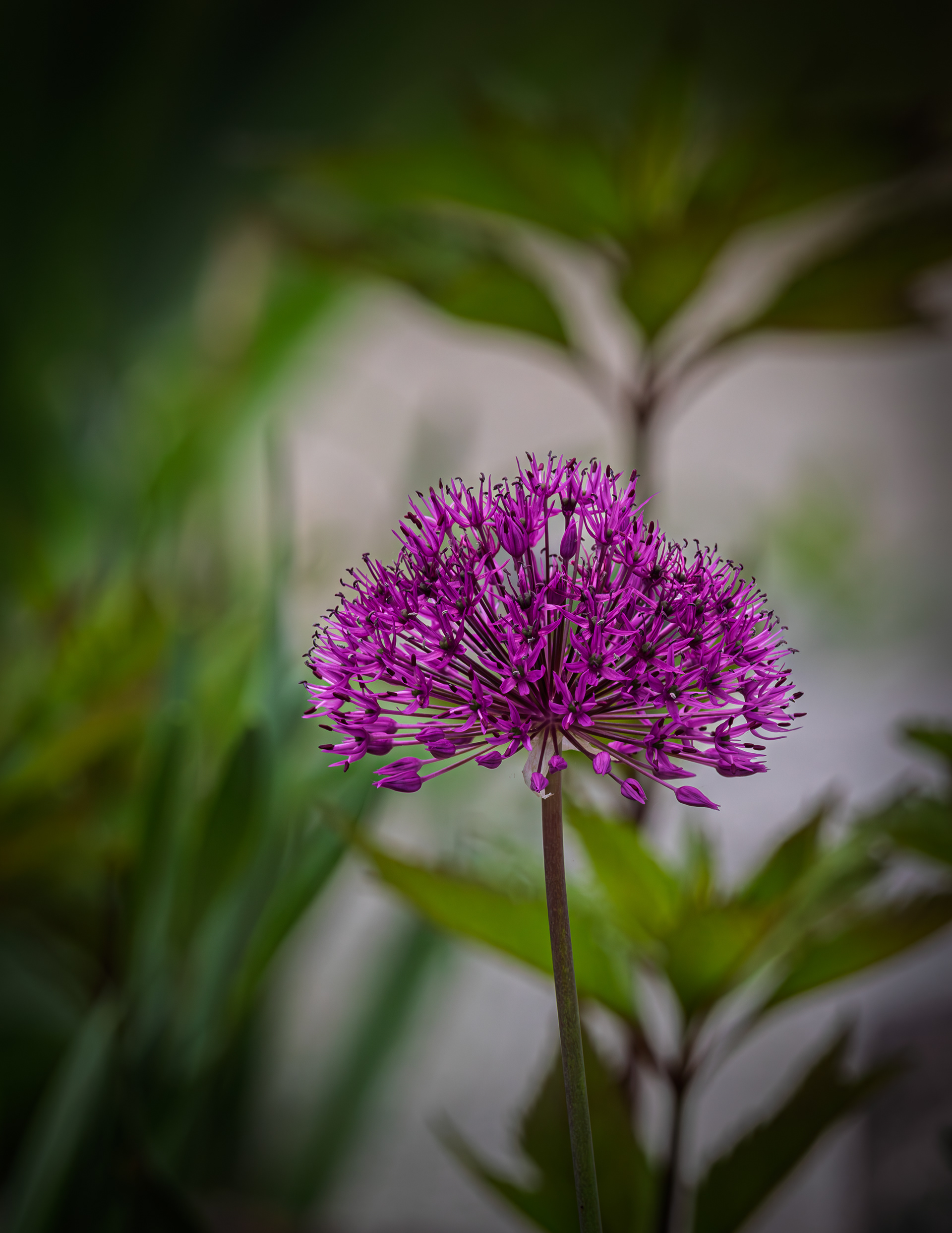 Purple Flower at CSV