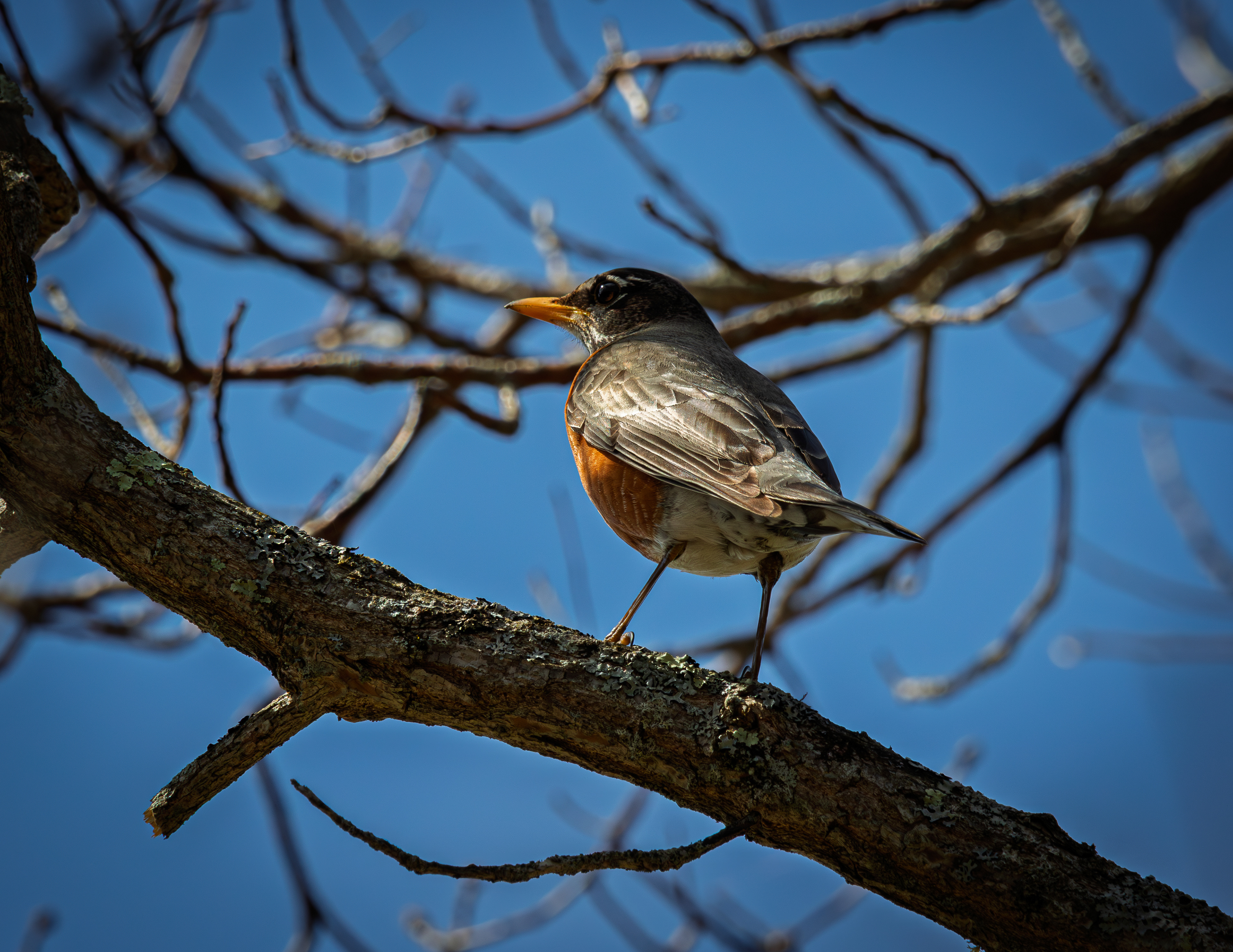 American Robin
