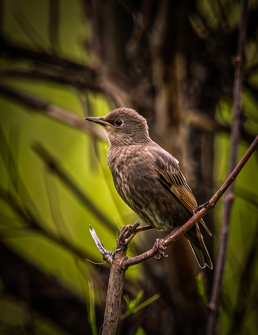 Juvenile Common Starling