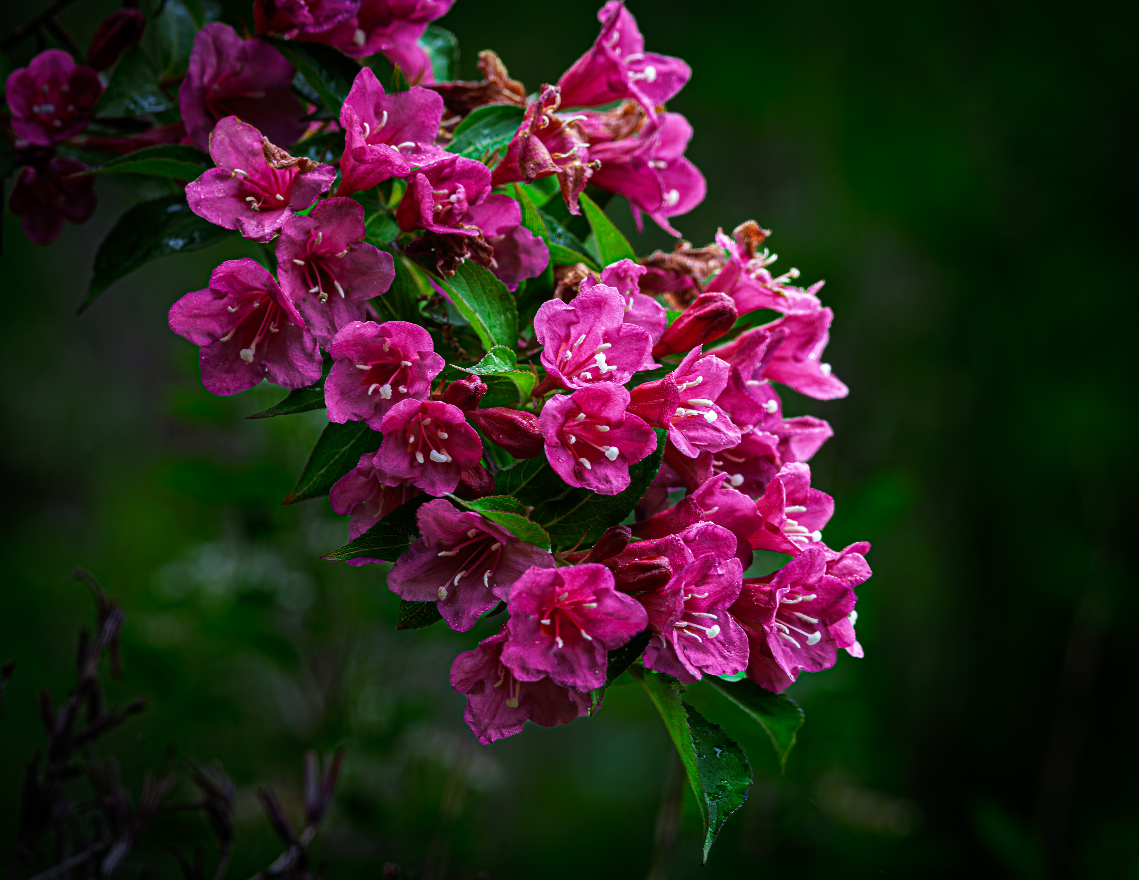 Weigela - June 17, 2025
