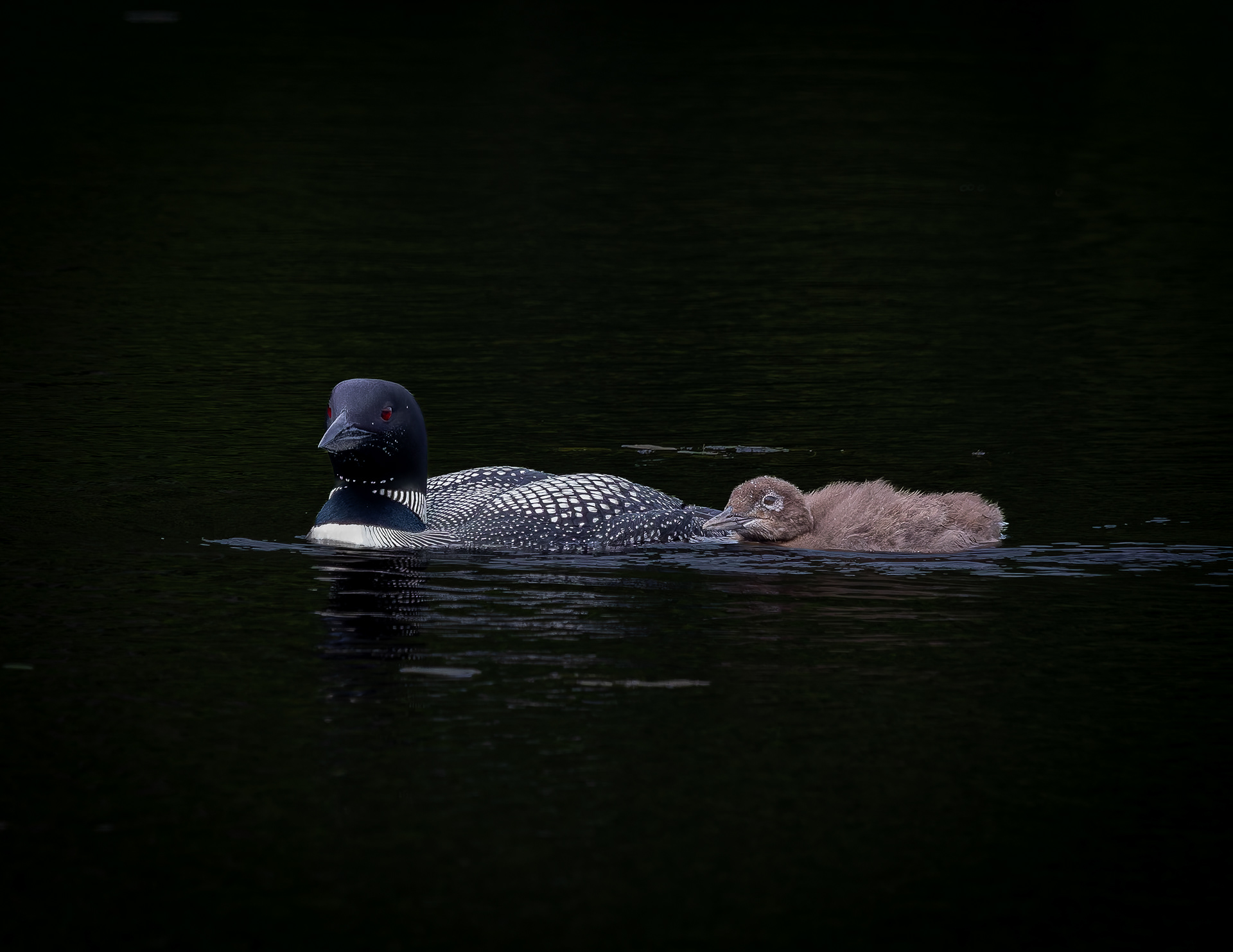 Common Loon Hen with Chick No3