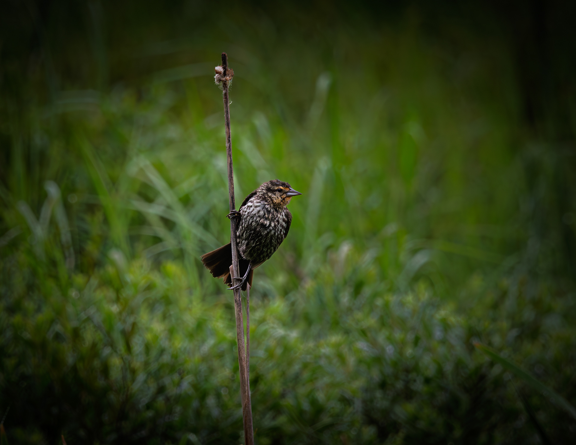 Immature Red-winged Blackbird No1