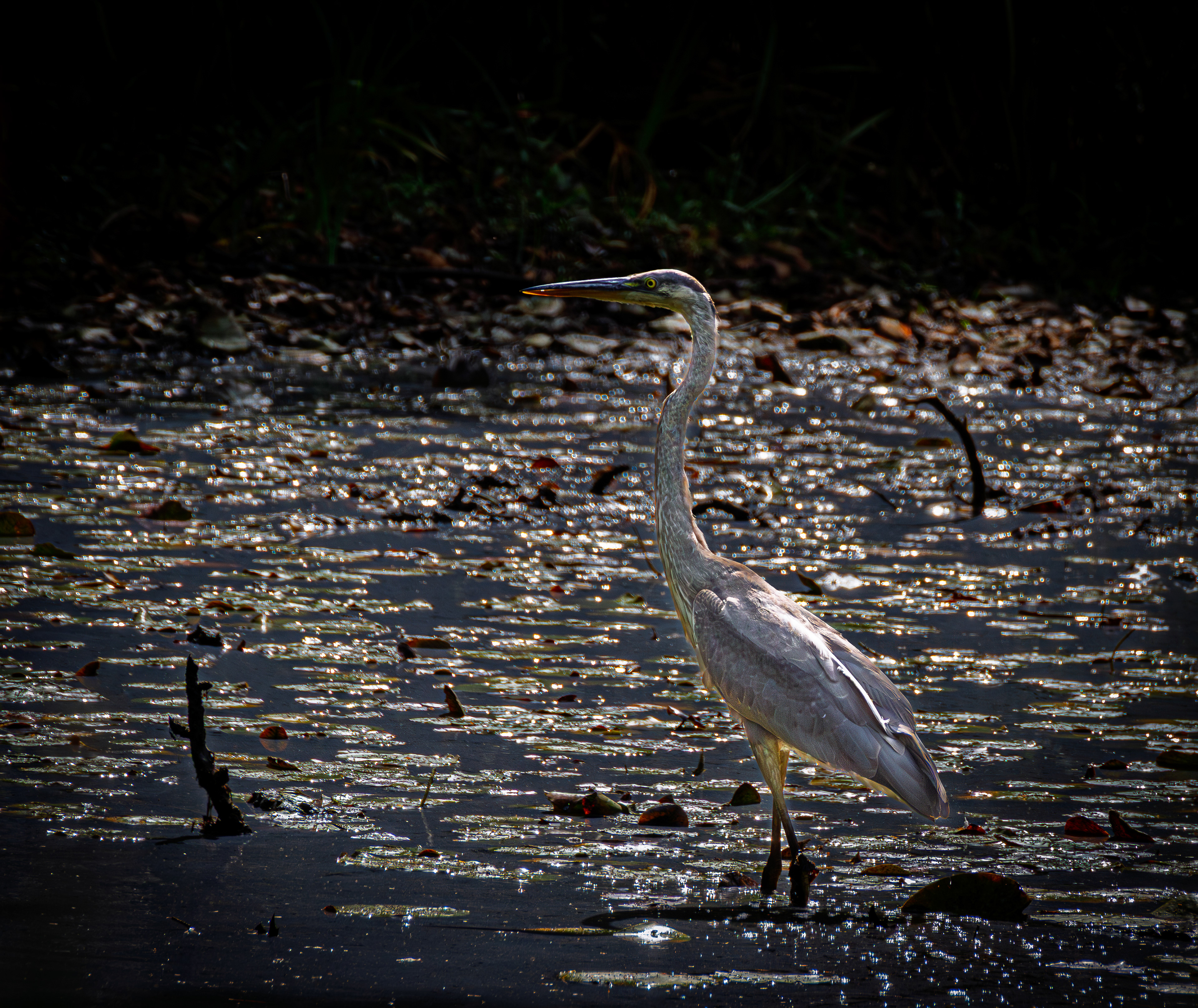 Heron