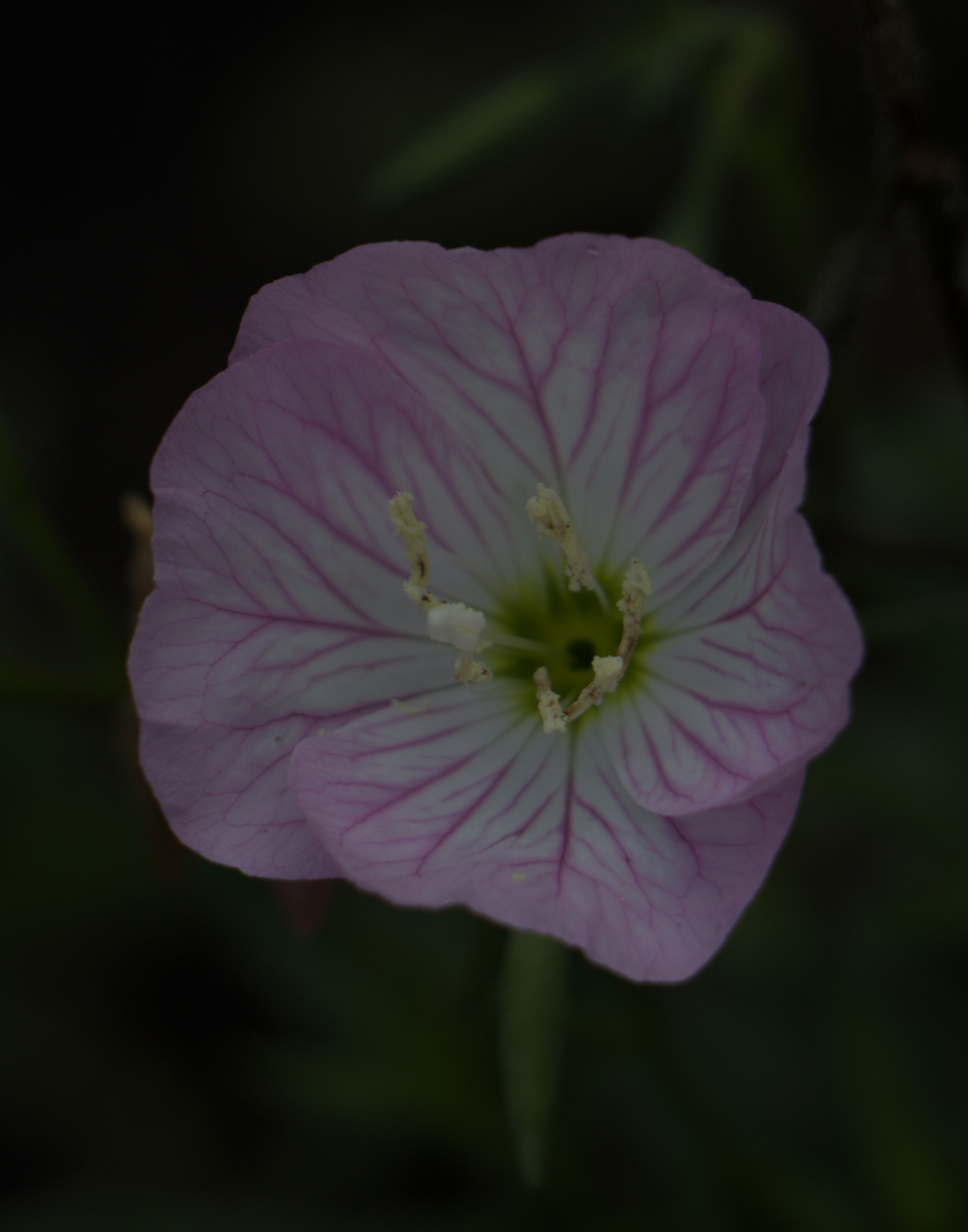 Snowy Pink Primrose