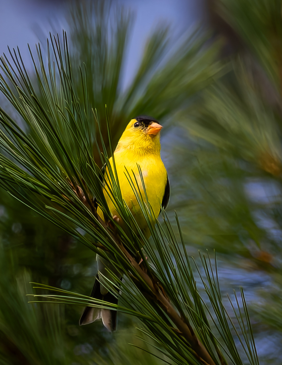 Male American Goldfinch