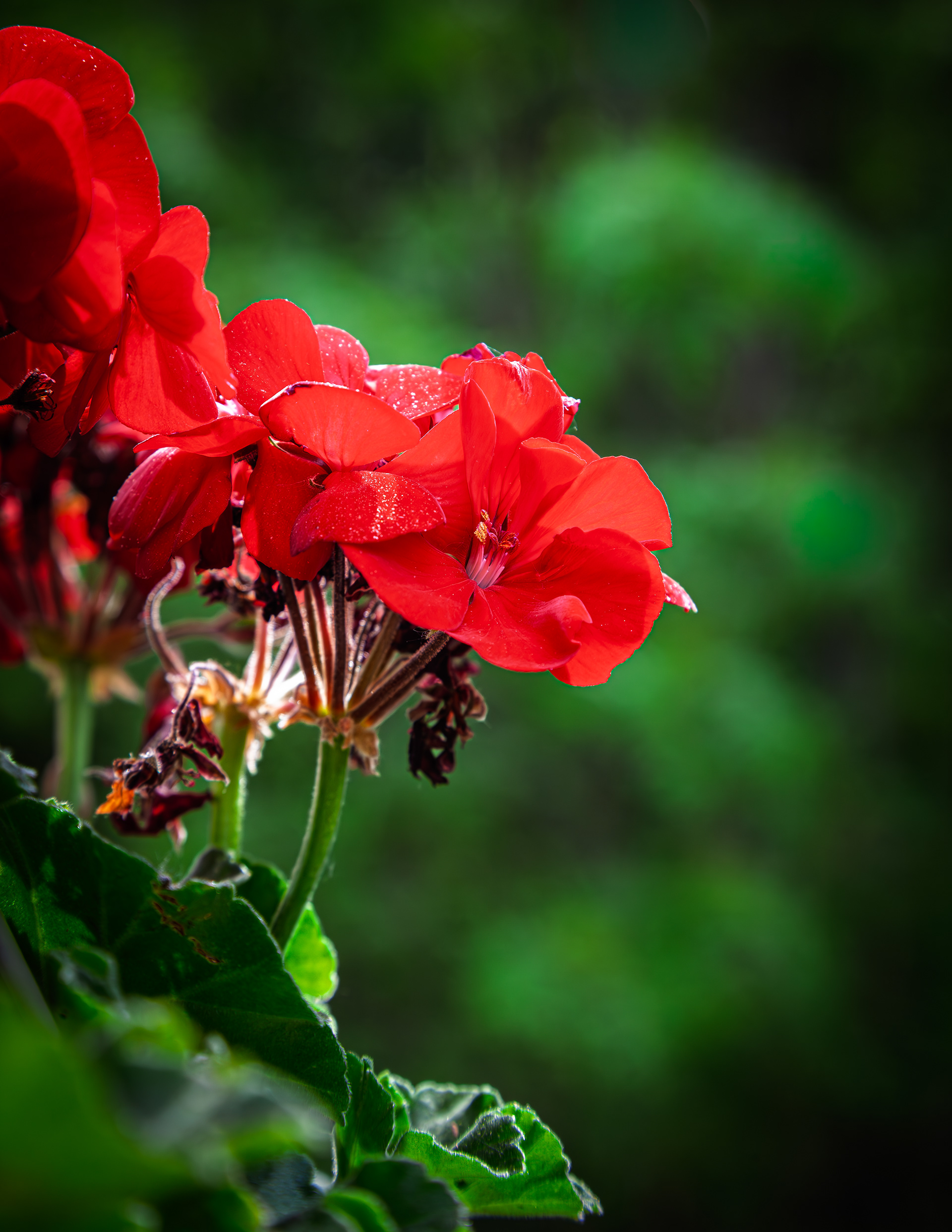 Geranium - May 20, 2026