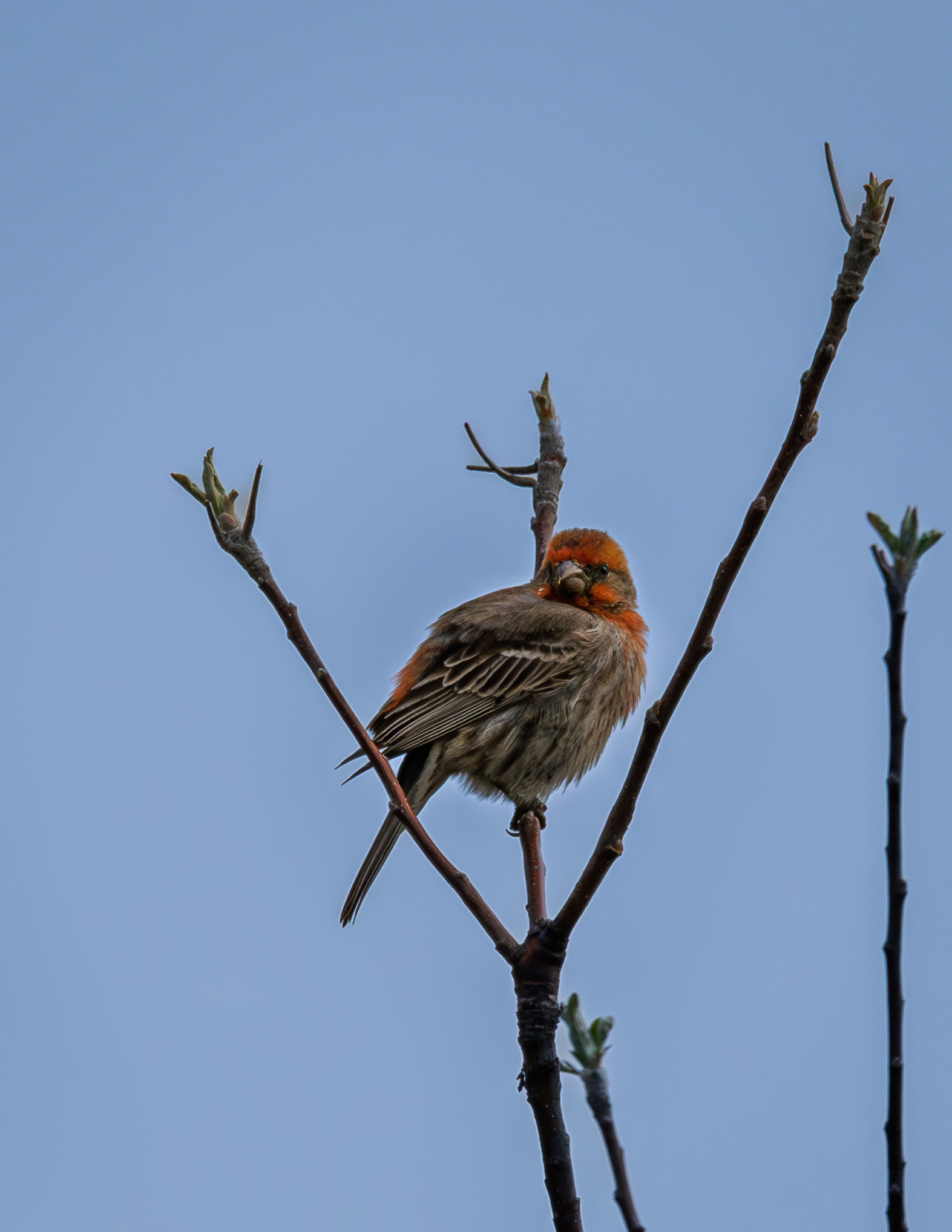 Crossbill