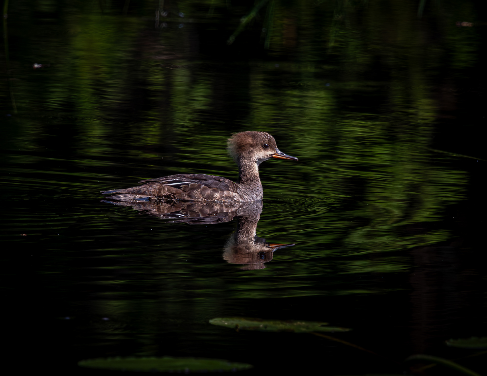 Female Hooded Merganser - July 3, 2025