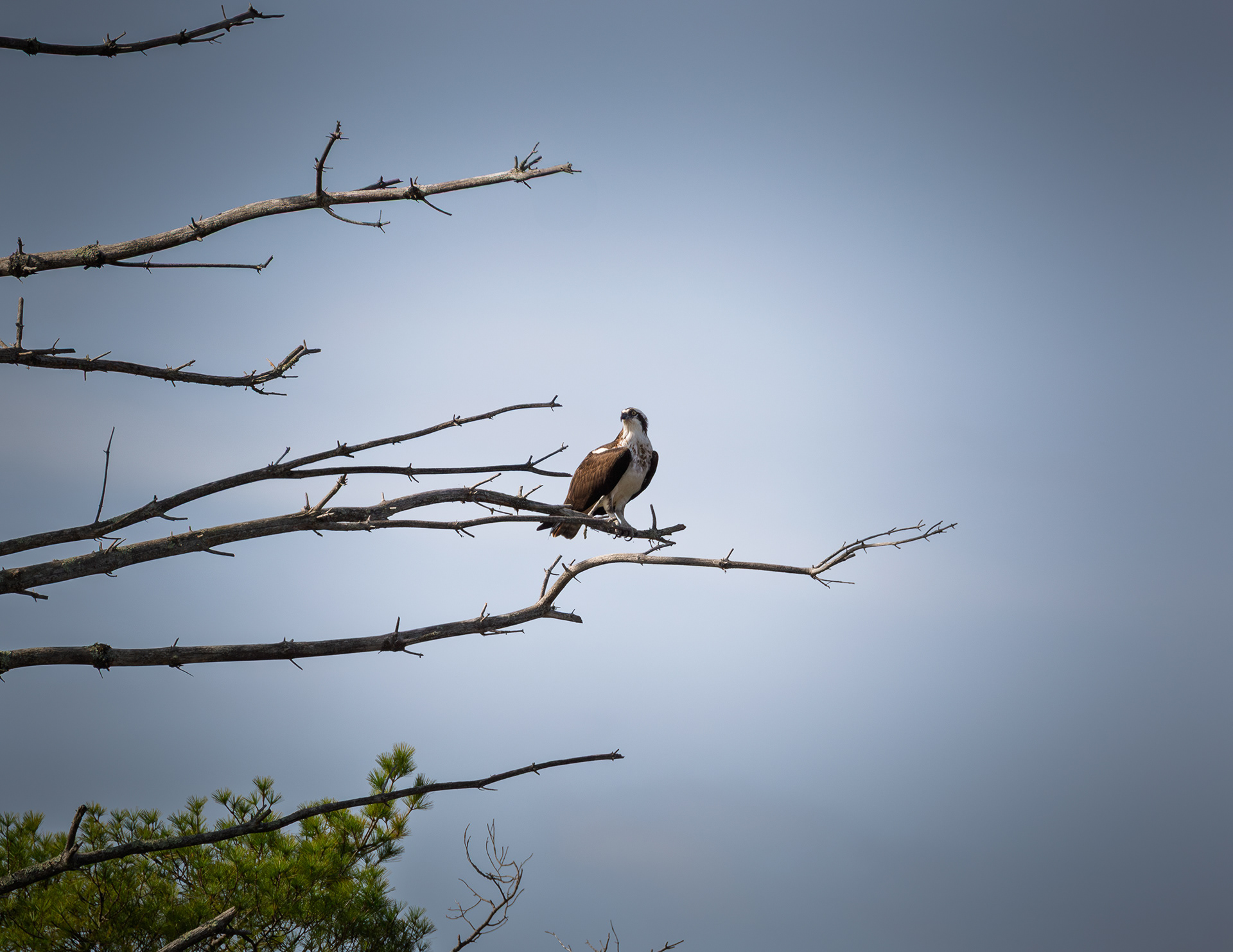 Osprey at Rollins Pond No4