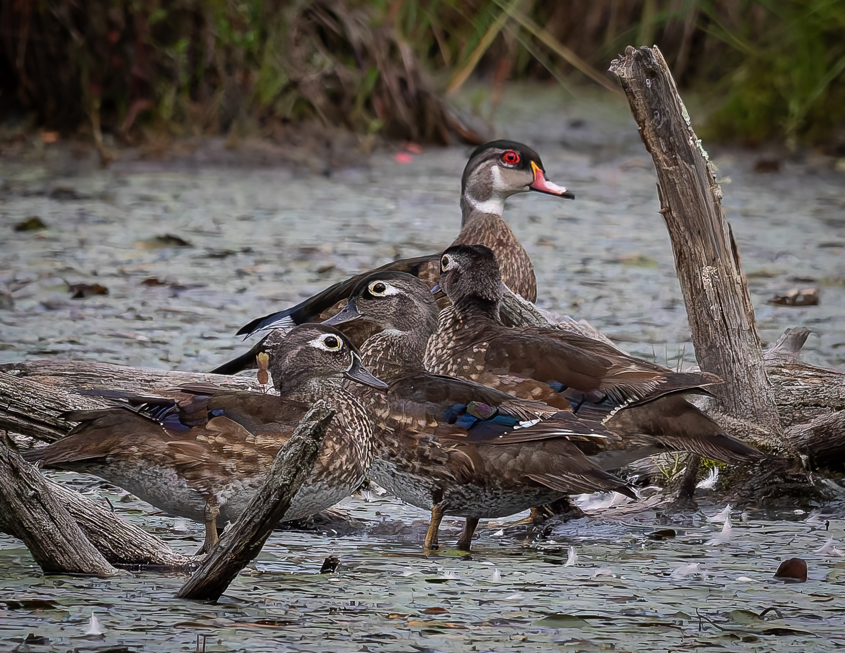 Juvine Wood Ducks No2