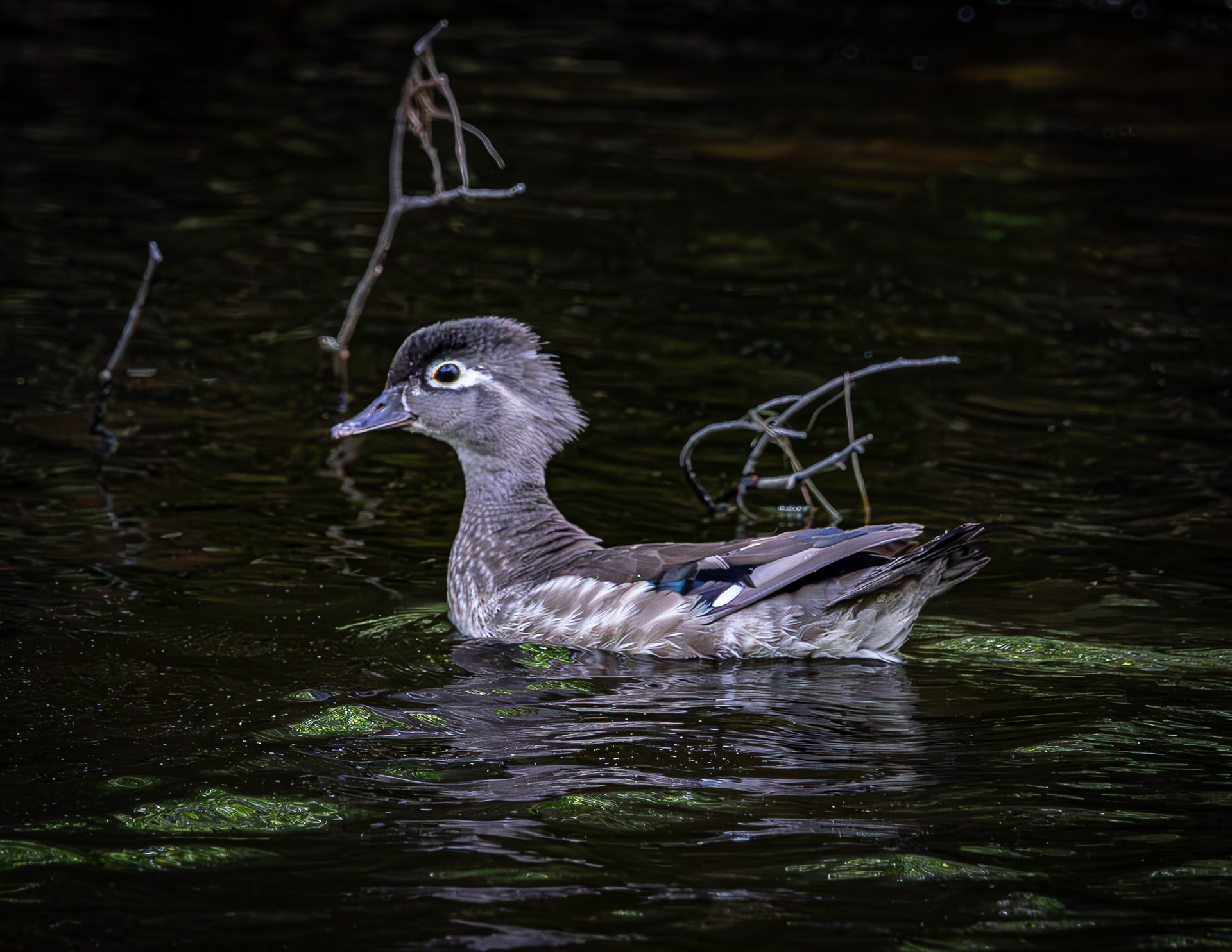Female Wood Duck