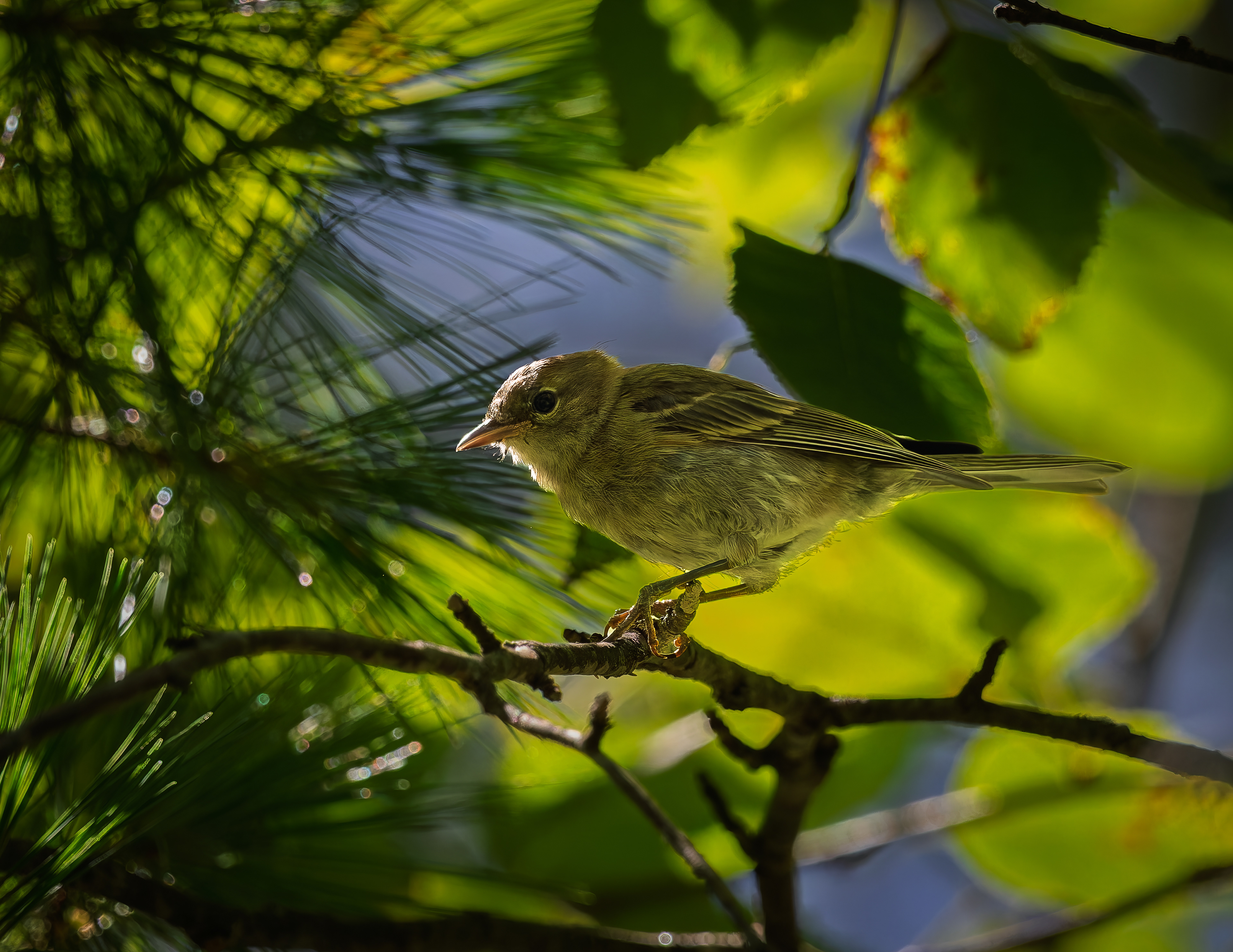 Yellow-bellied Flycatcher No1