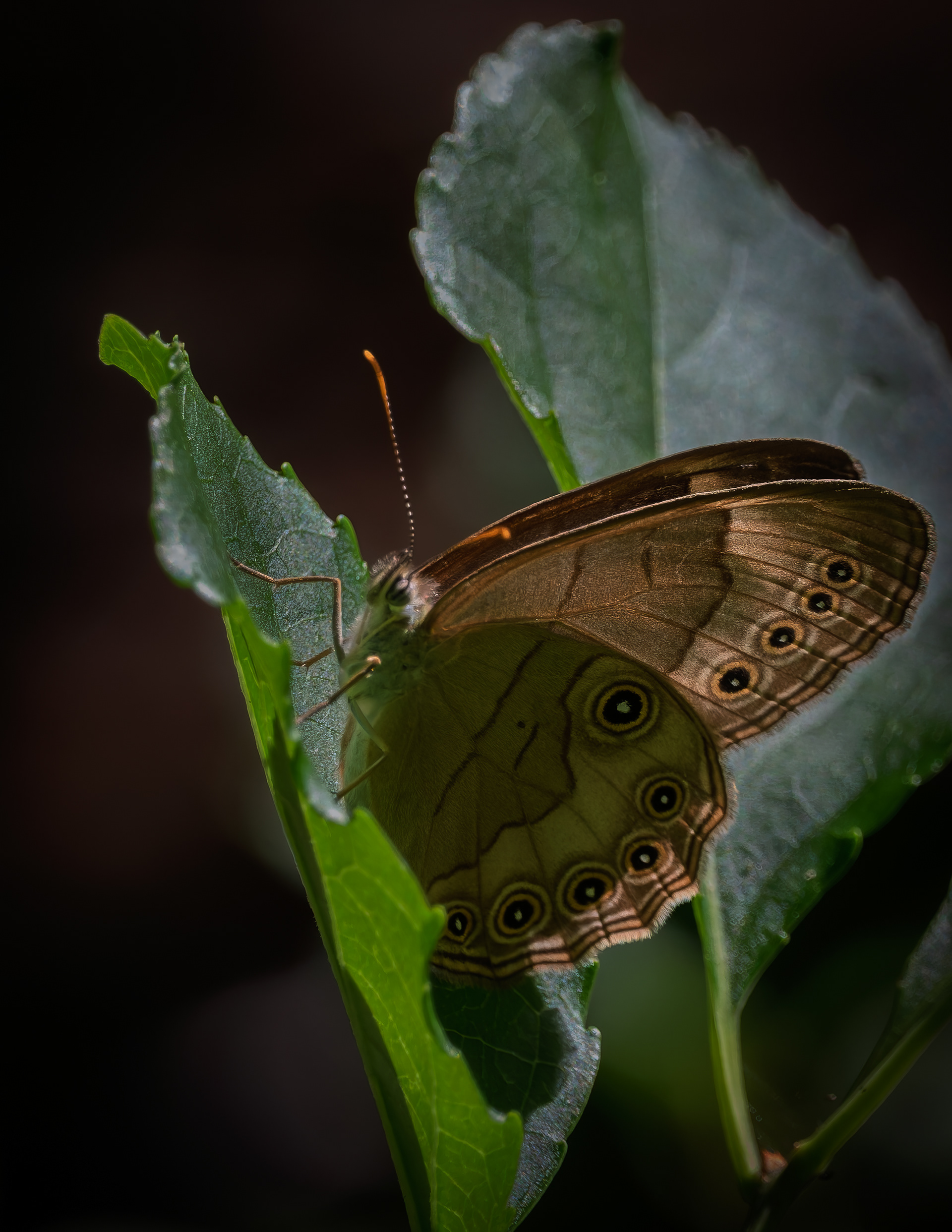Northern Pearly-eye Butterfly - July 5, 2026