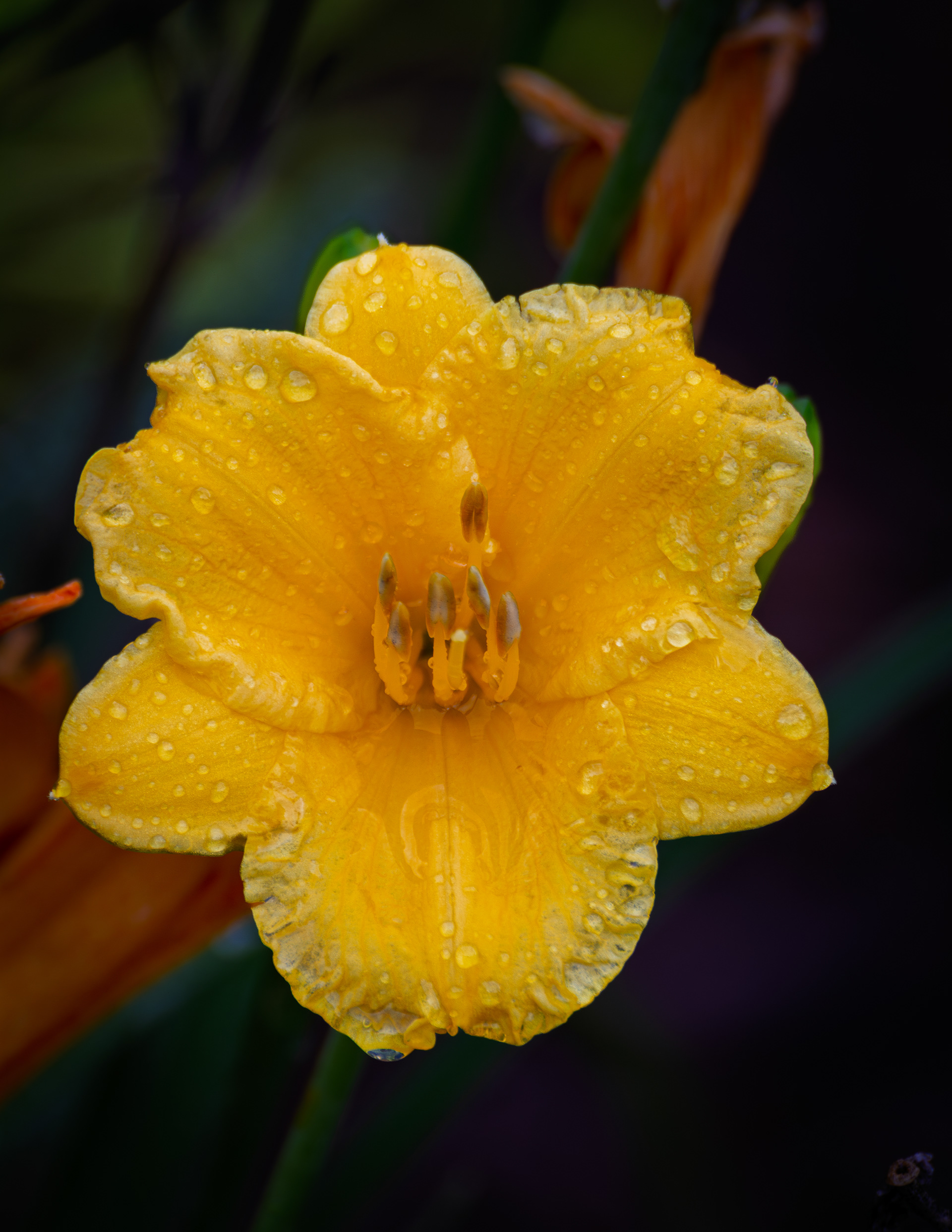 Stella d'Oro Daylily - July 6, 2025