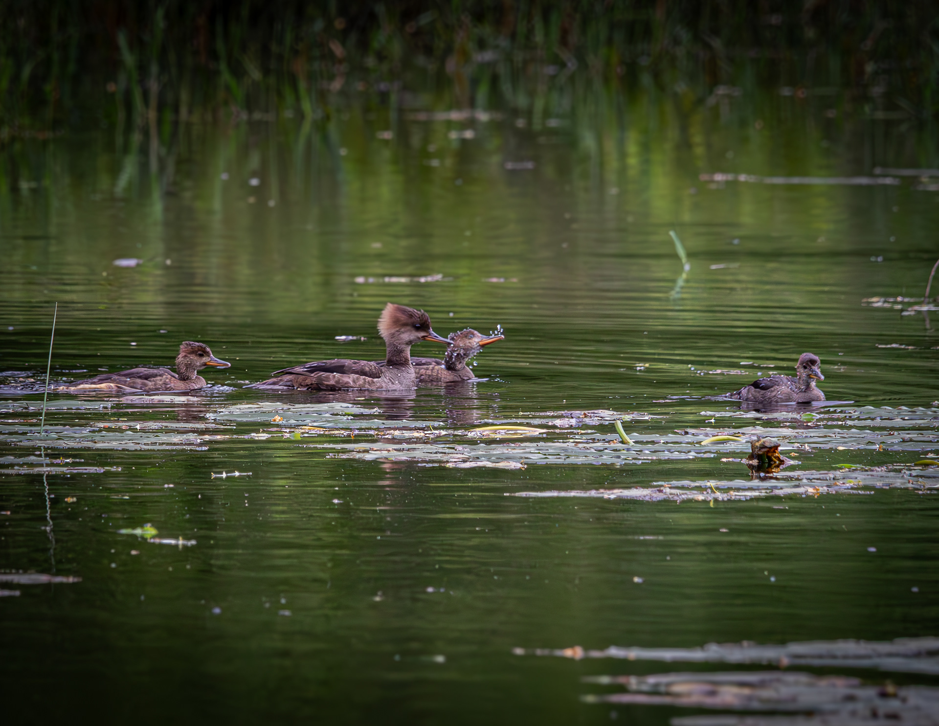 Hooded Merganser Family