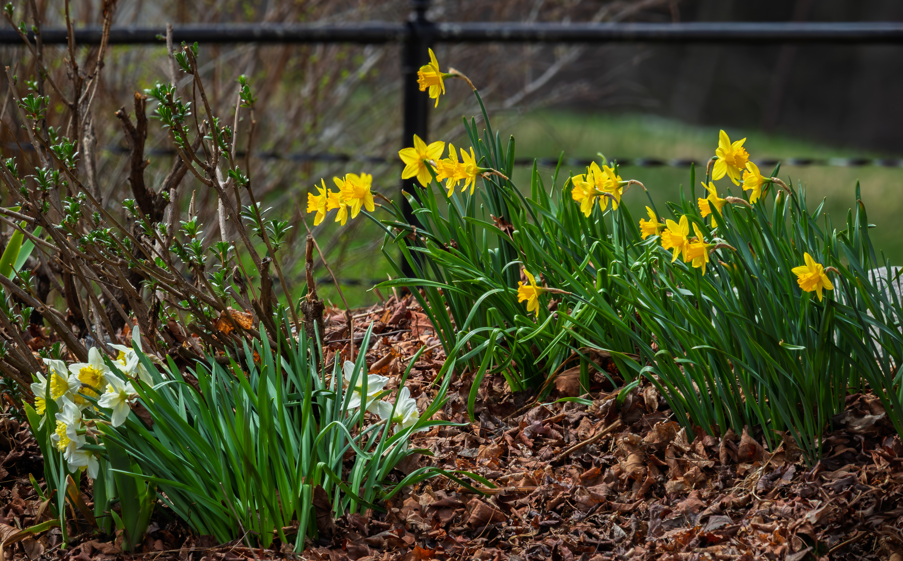 Daffodil Garden at CSV