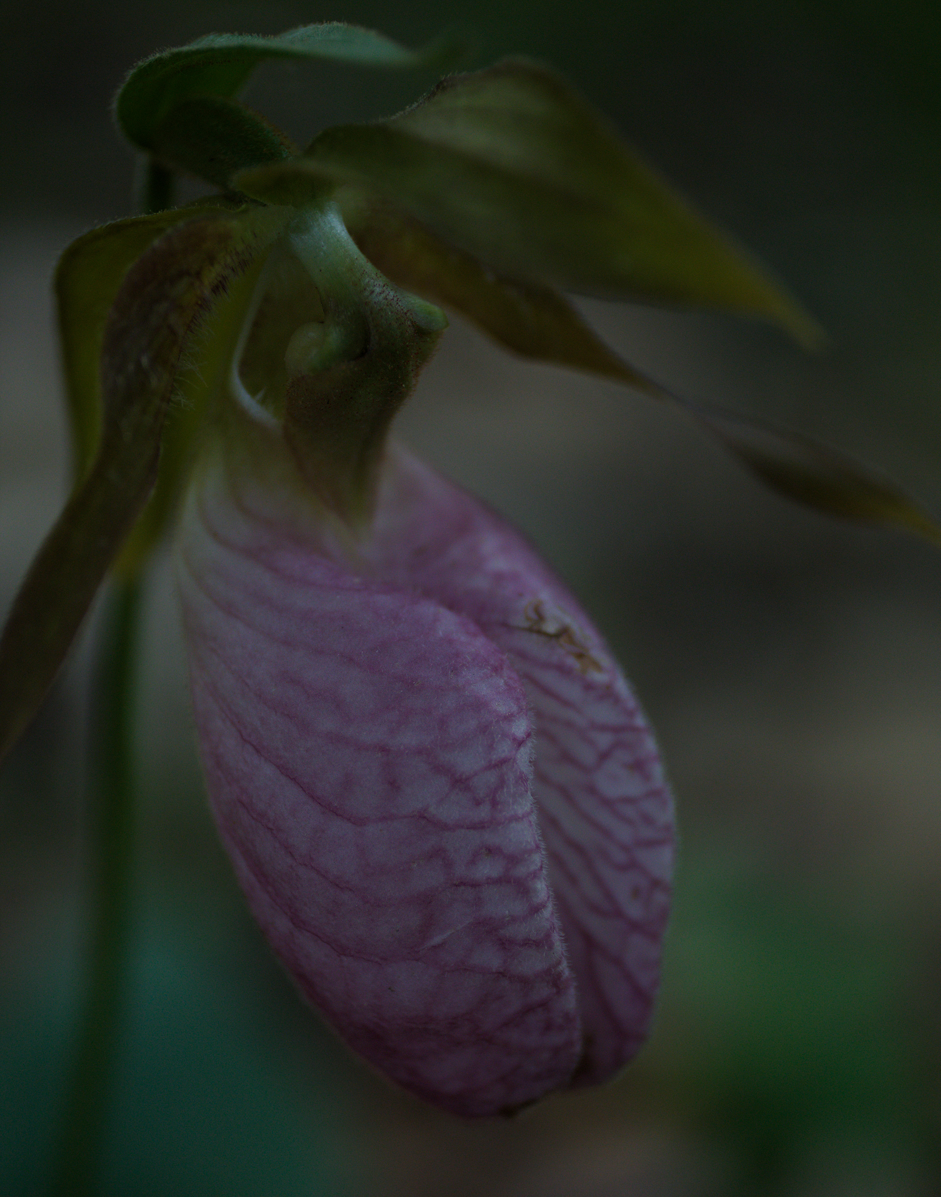 Lady Slipper