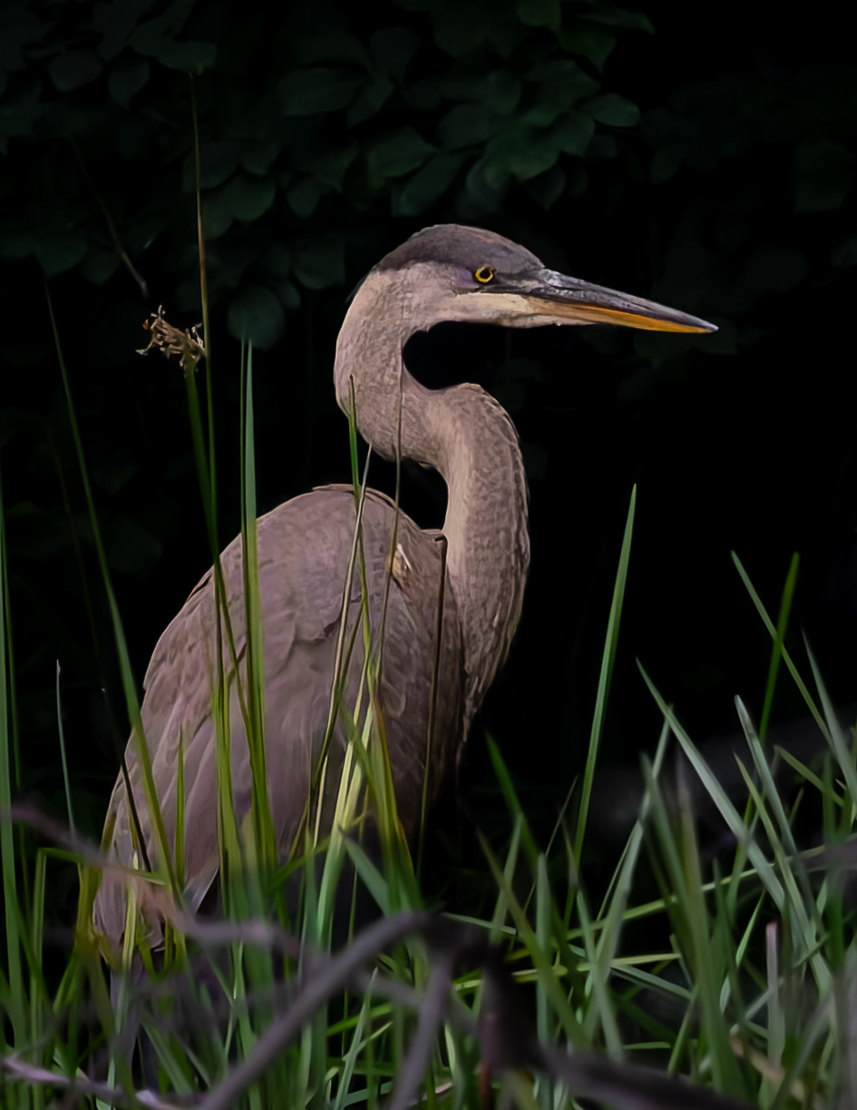 Great Blue Heron No1 - August 2, 2026