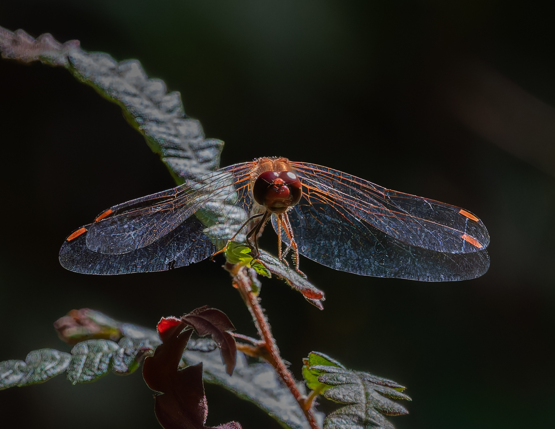 Meadowhawk Dragonfly No2