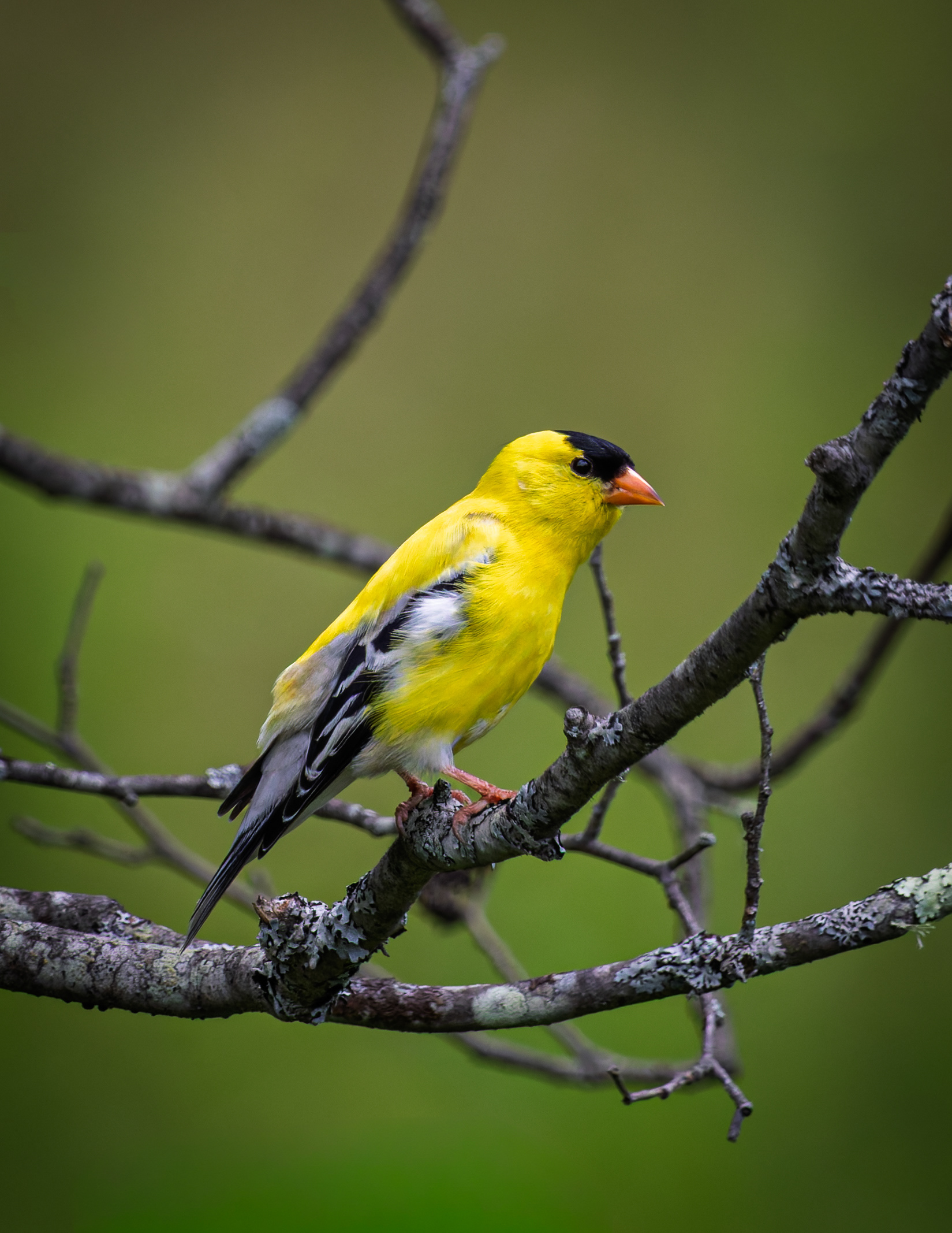 Male American Goldfinch