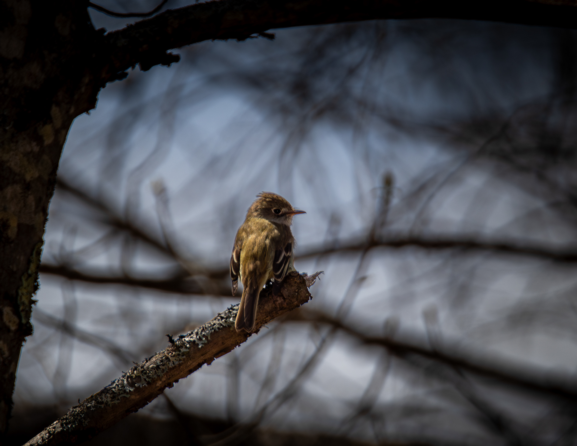Eastern Wood-Pewee No1