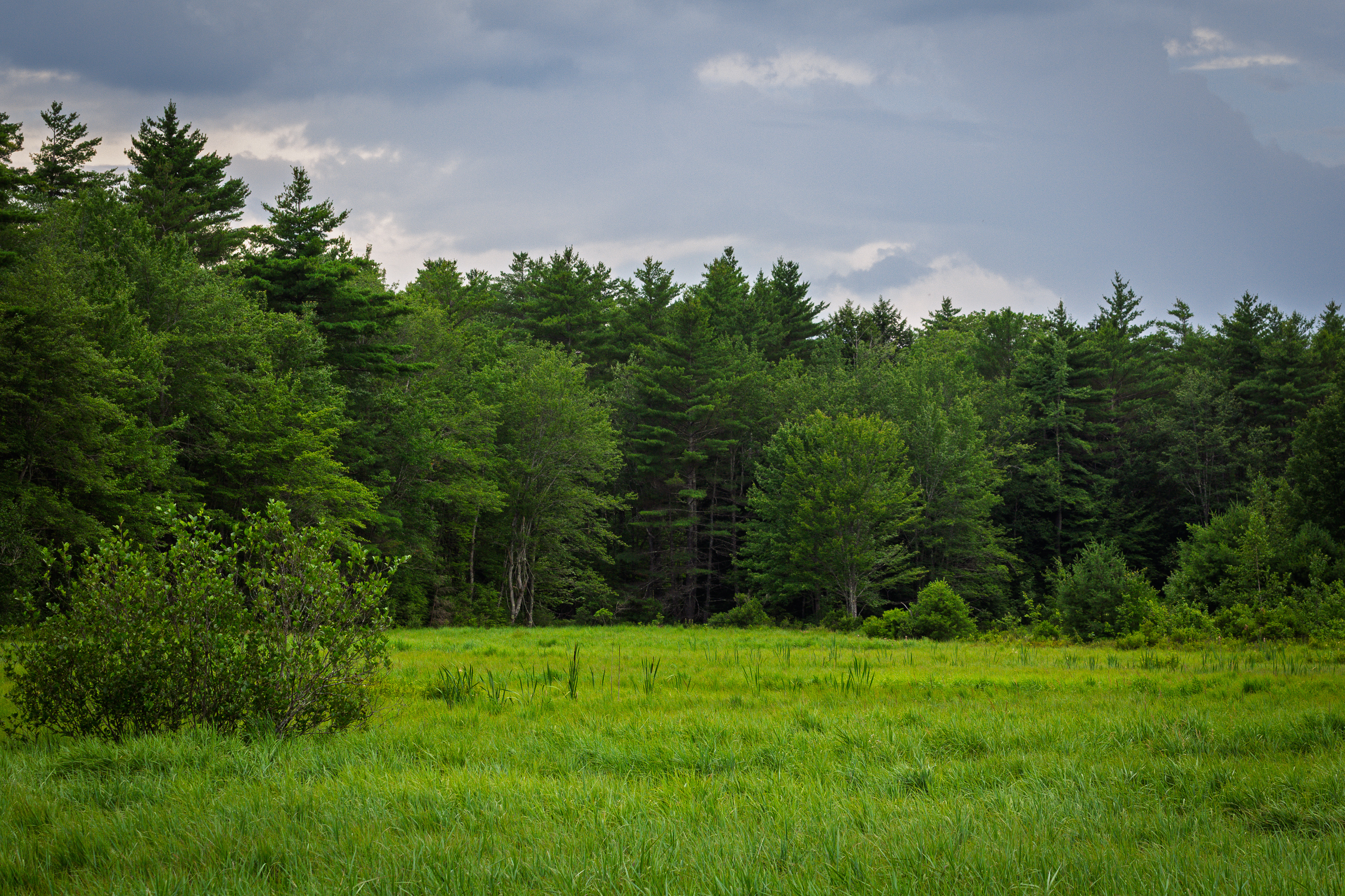 Marsh at Jones Farm No1