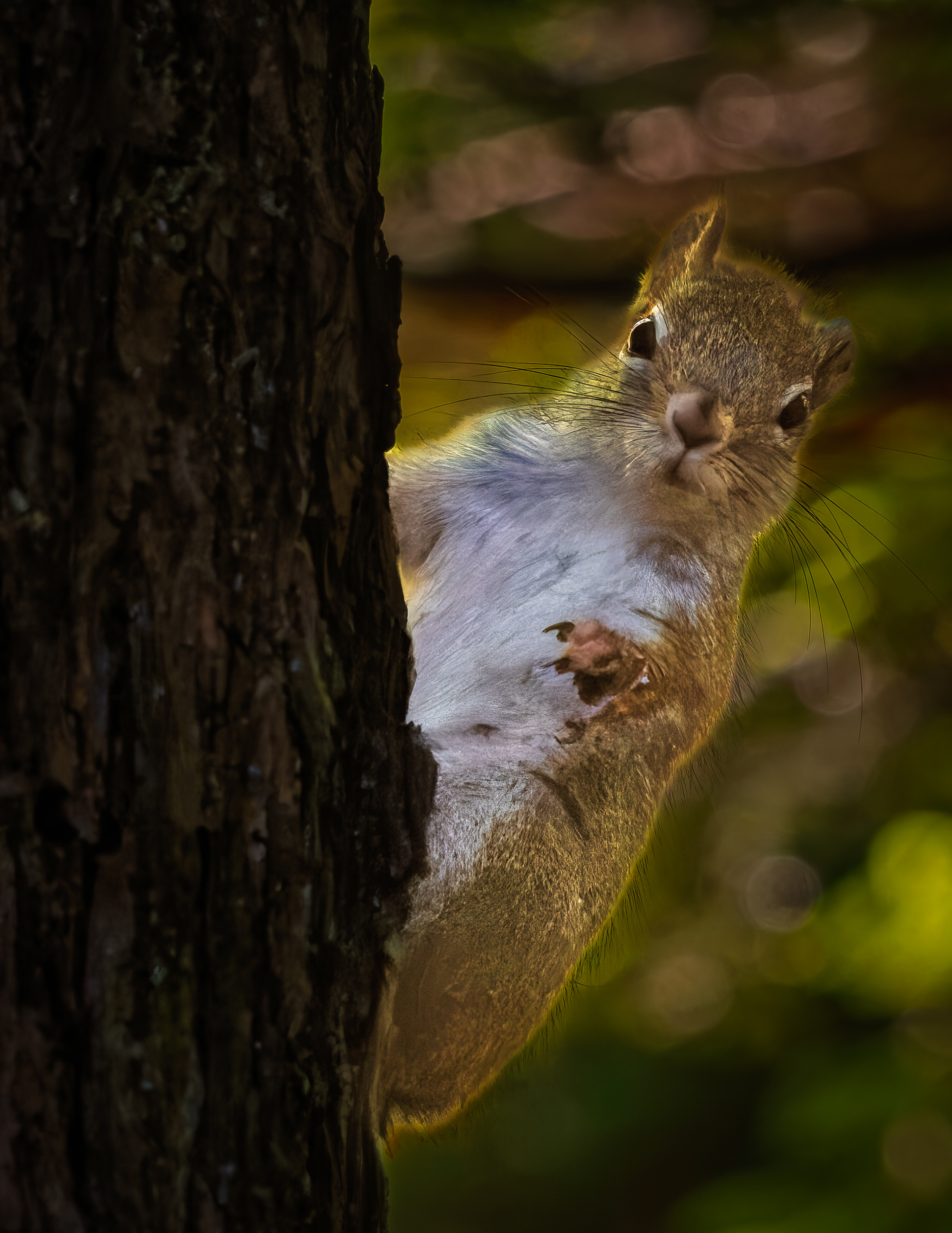 Red Squirrel No1