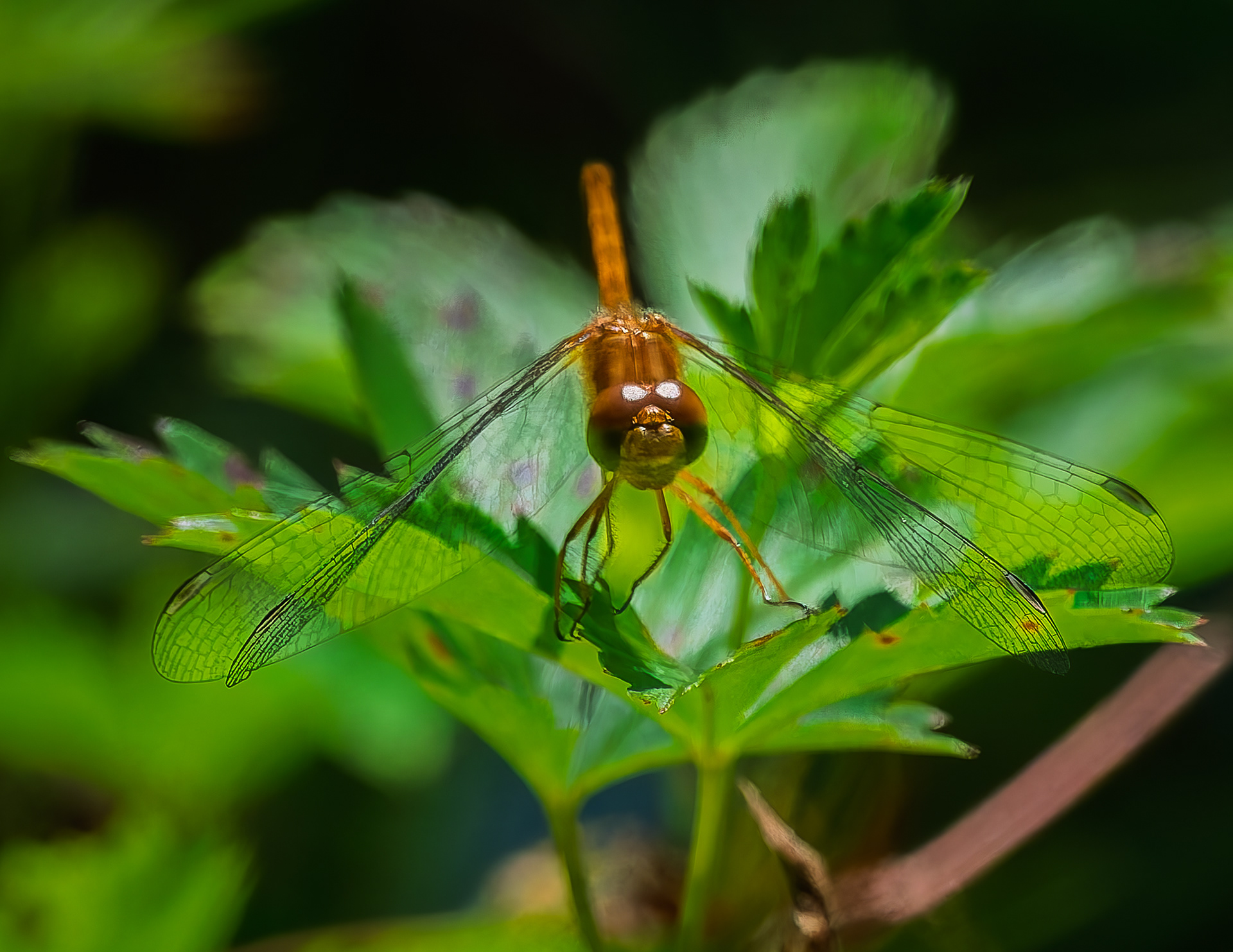 Dragonfly