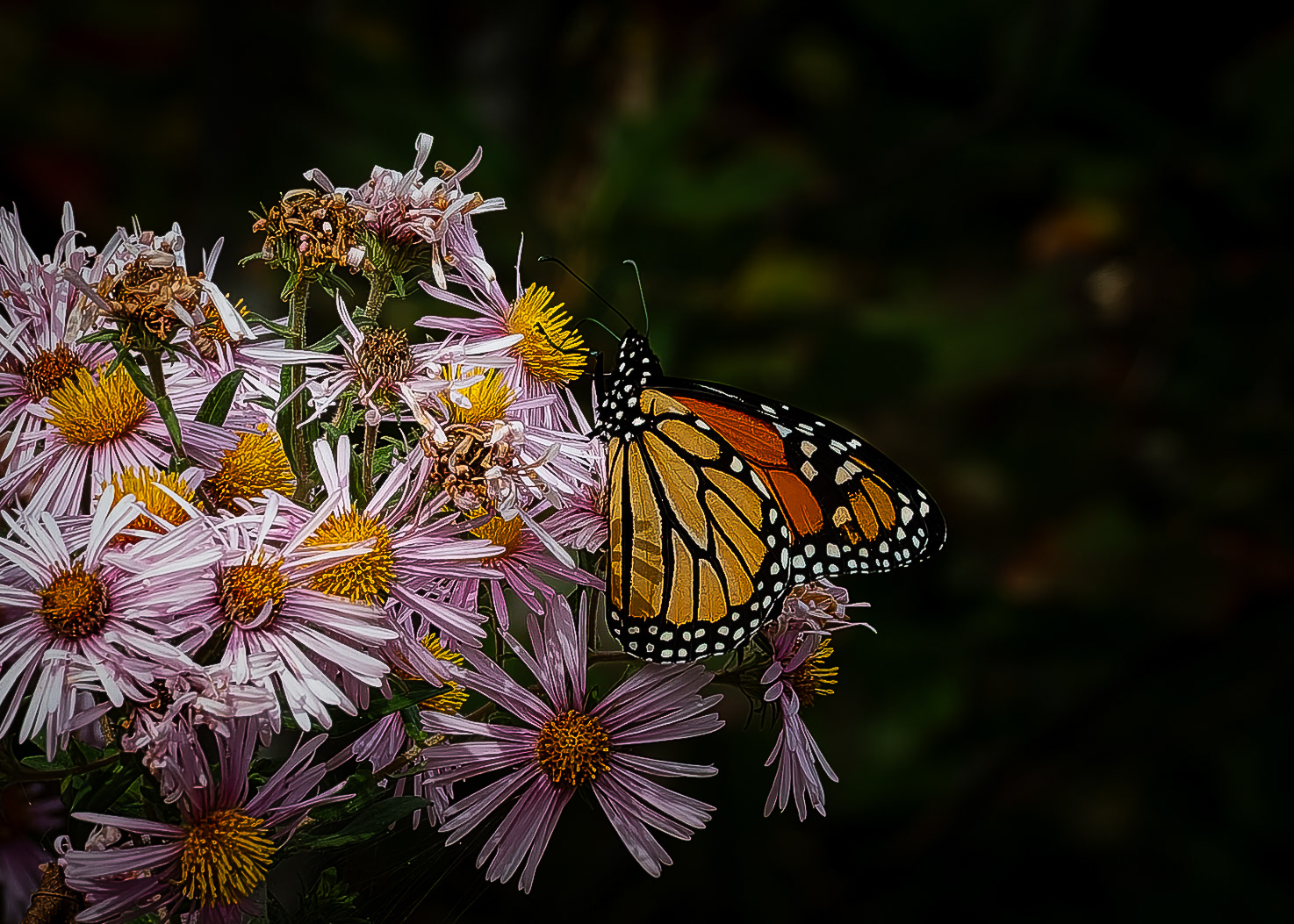 Monarch on Asters No2