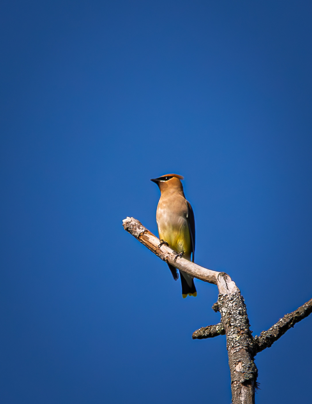 Cedar Waxwing
