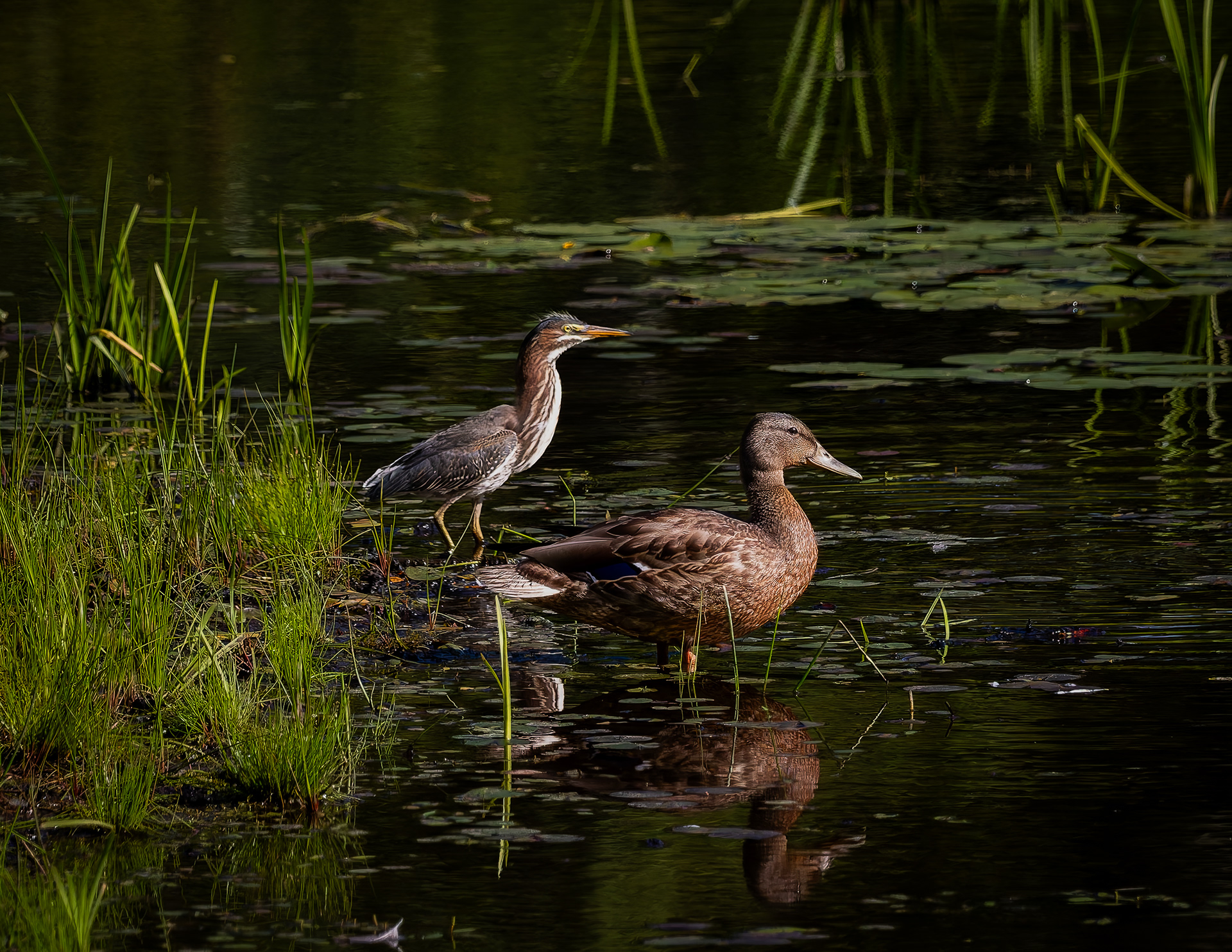 Green Heron and Mallard No6