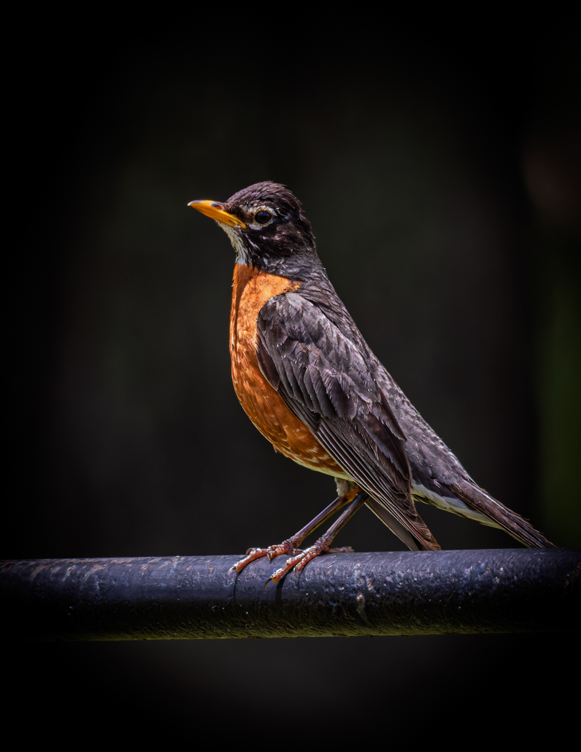 American Robin No2