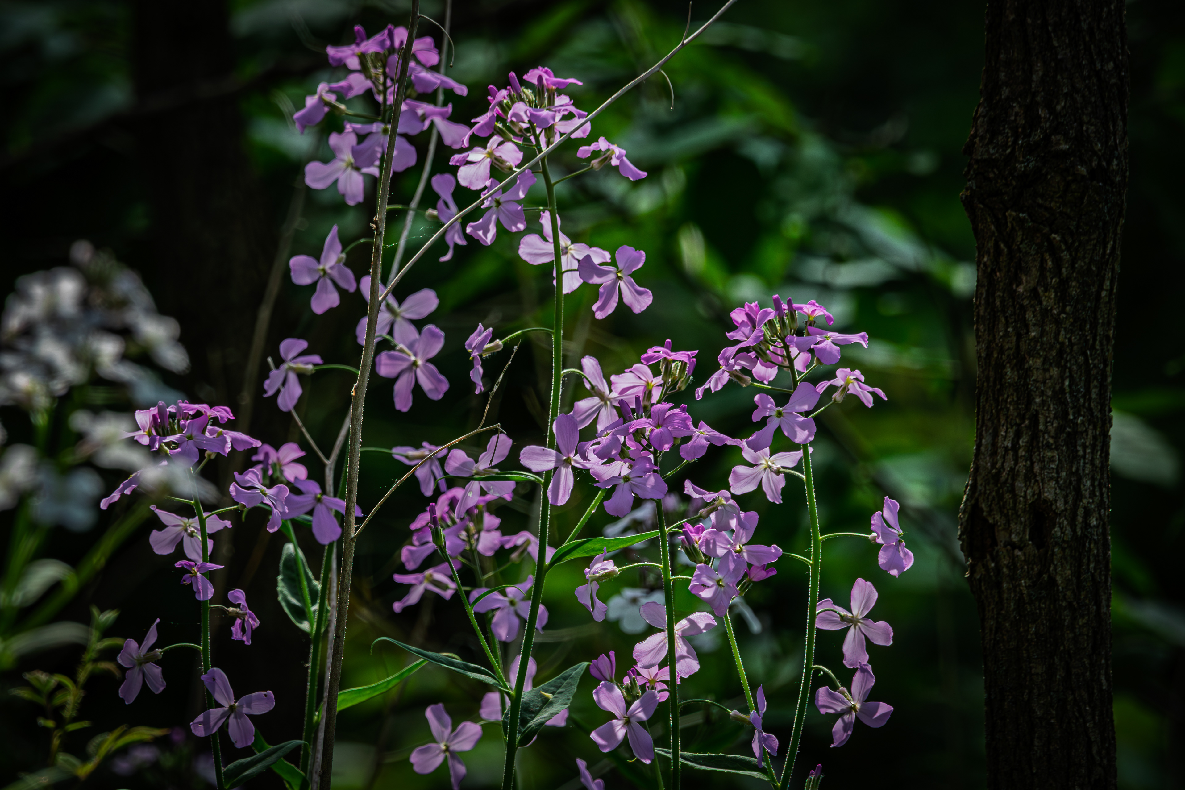 Garden Phlox Growing Wild