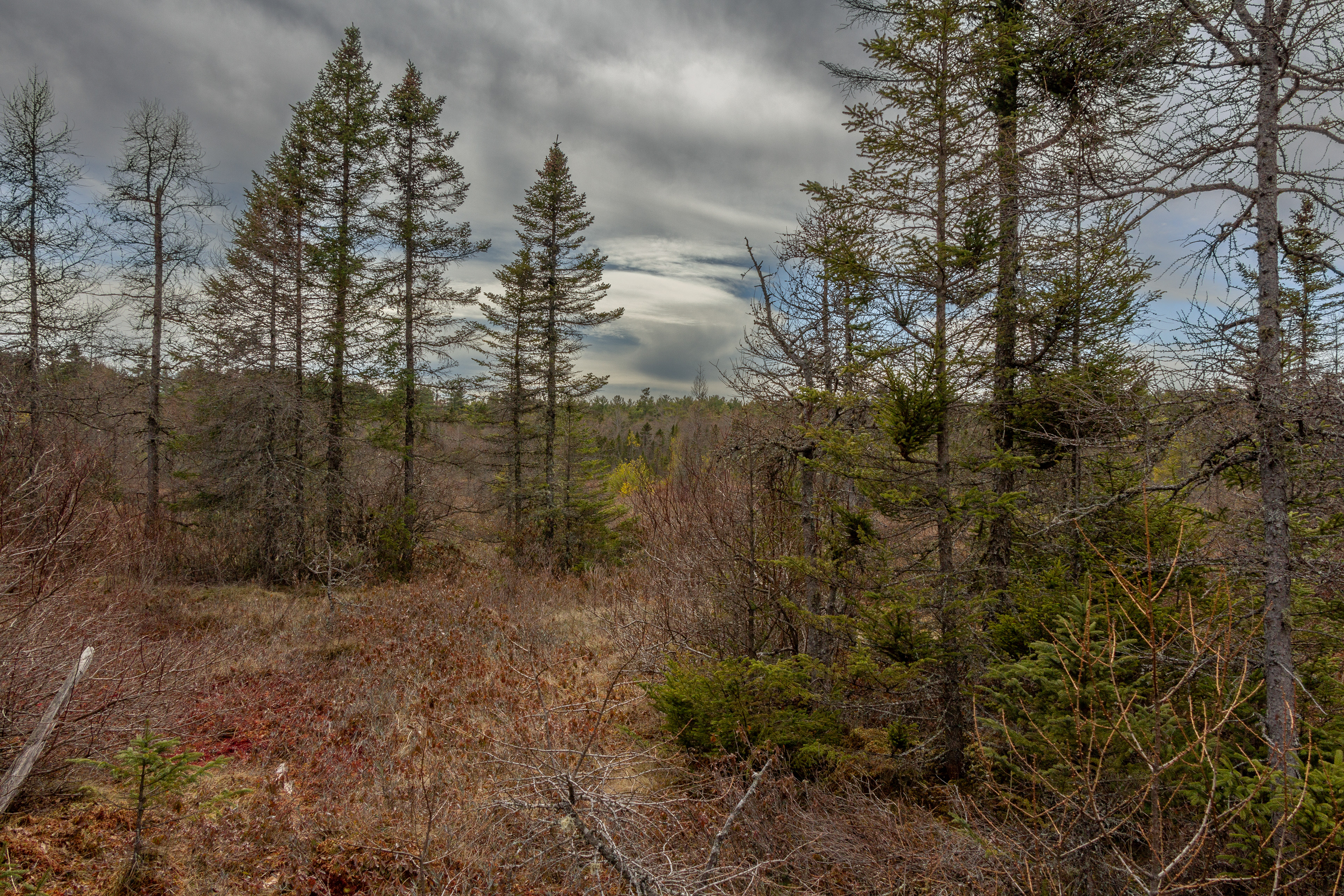 Philbrick-Cricenti Bog No11