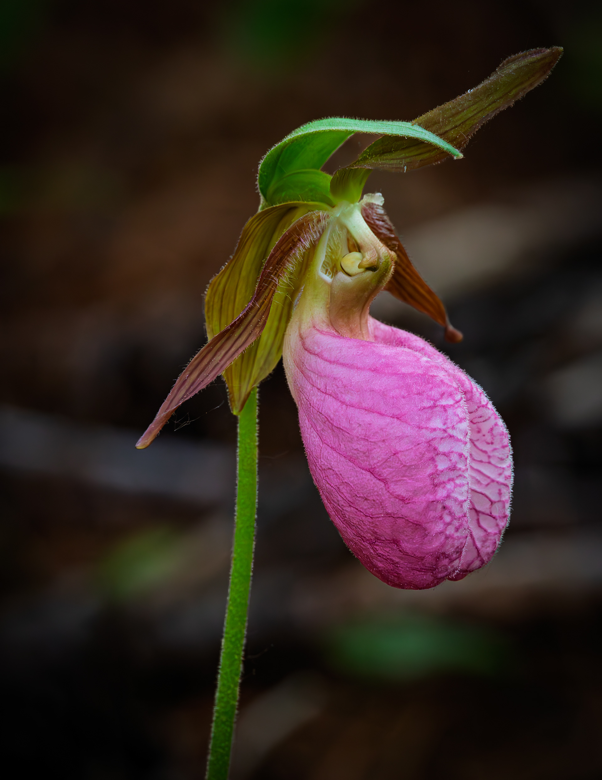 Lady Slipper No2